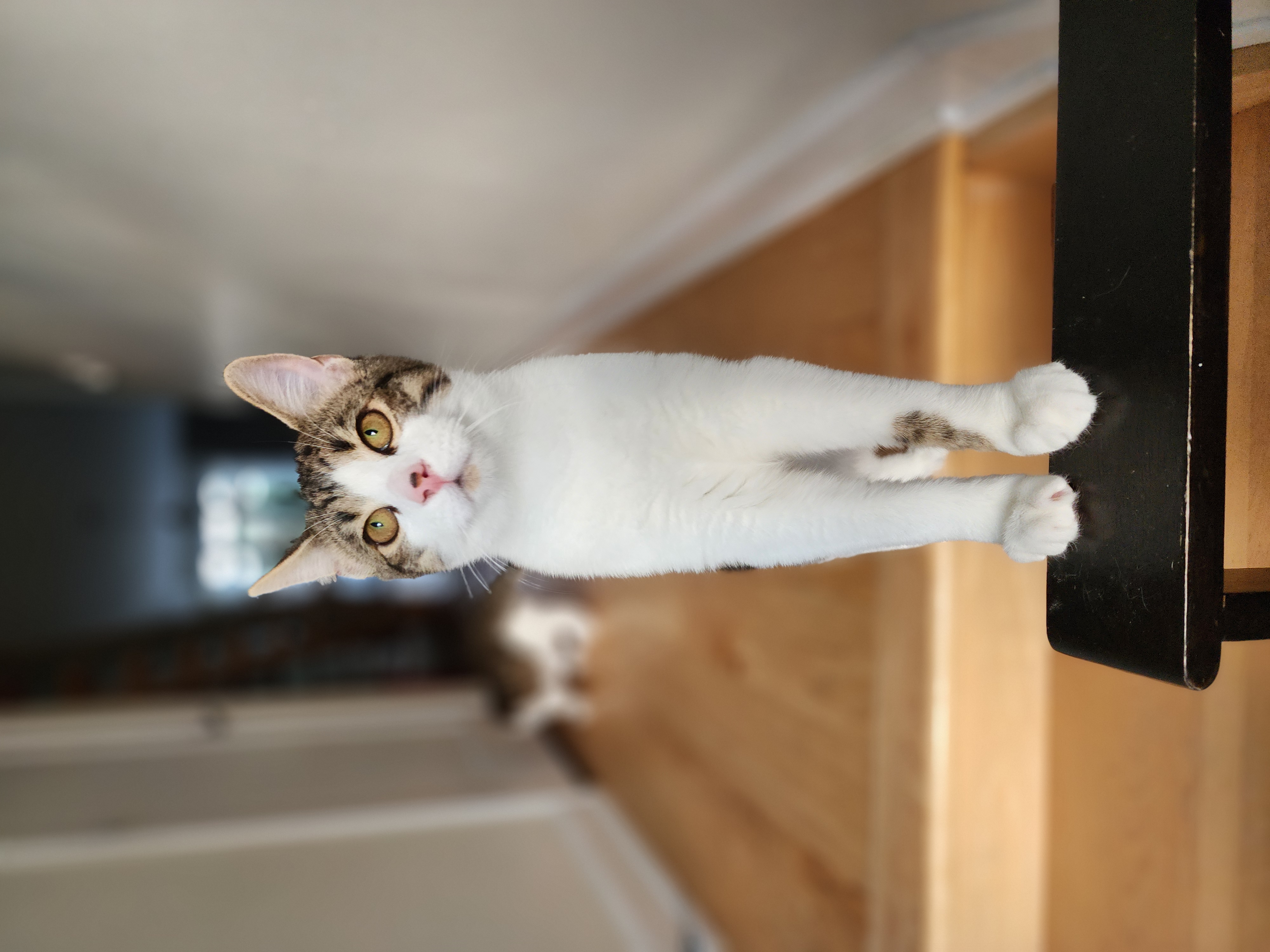 Hamez, a Adoptable Domestic Short Hair in Ottawa, ON image 5/6