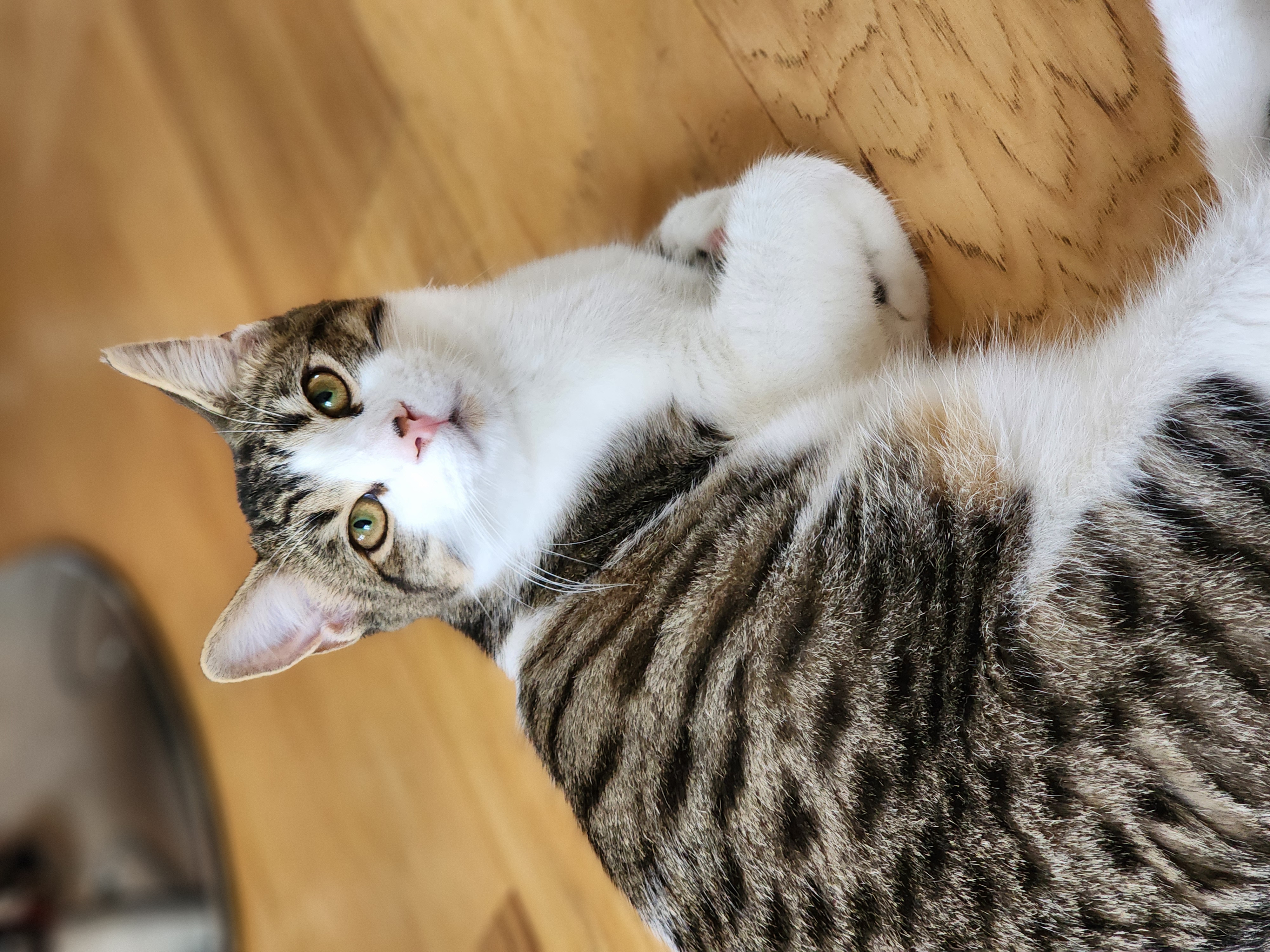 Hamez, a Adoptable Domestic Short Hair in Ottawa, ON image 4/6