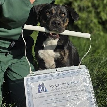 Winni, adopted, Young Female American Staffordshire Terrier & Pit Bull Terrier.