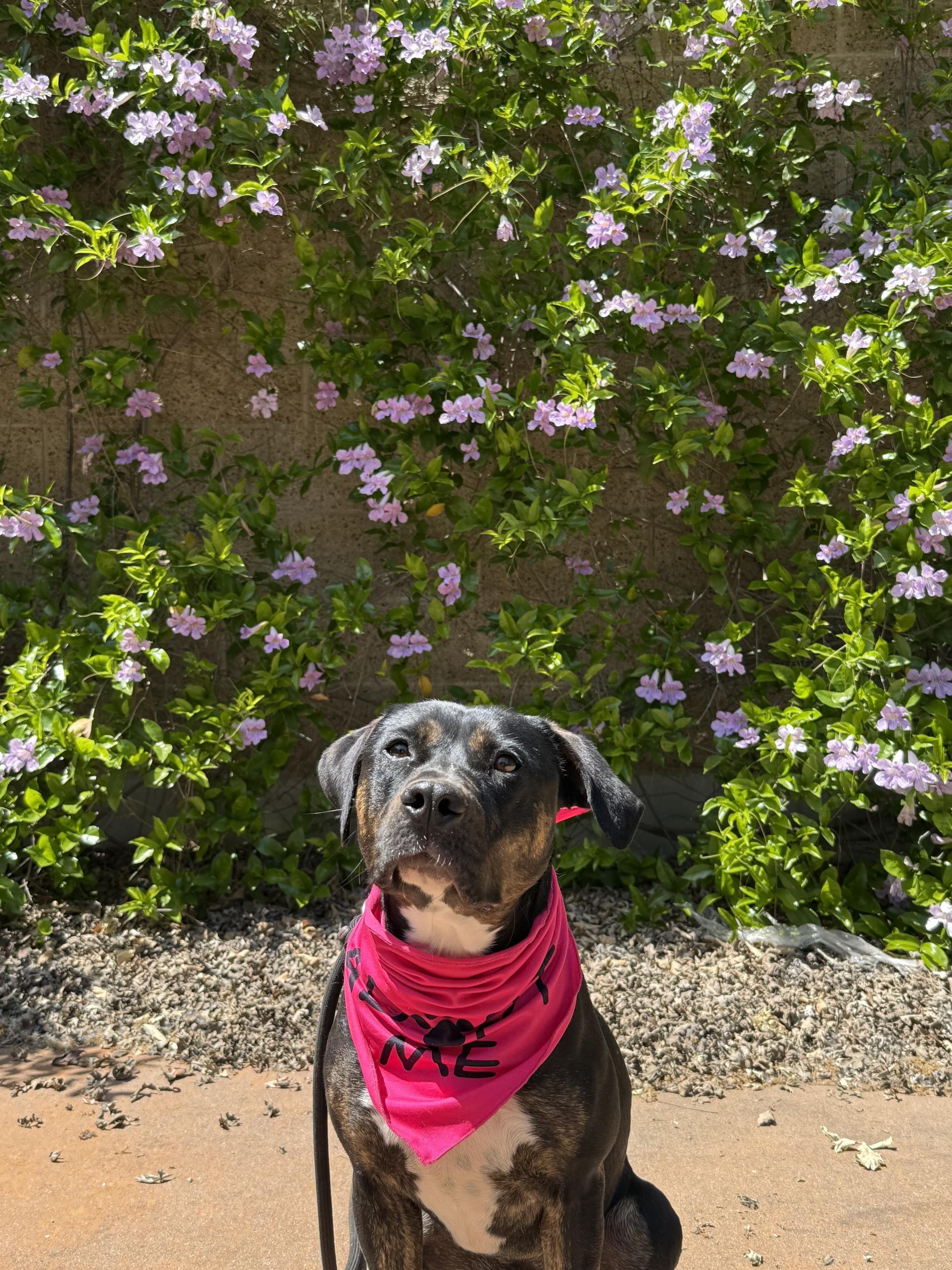 Enlarge Winni, an adopted mixed breed in Davis, CA image 3/6