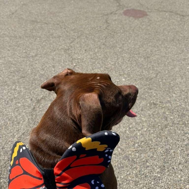Enlarge Mary, a ADOPTABLE mixed breed in New York, NY image 6/6