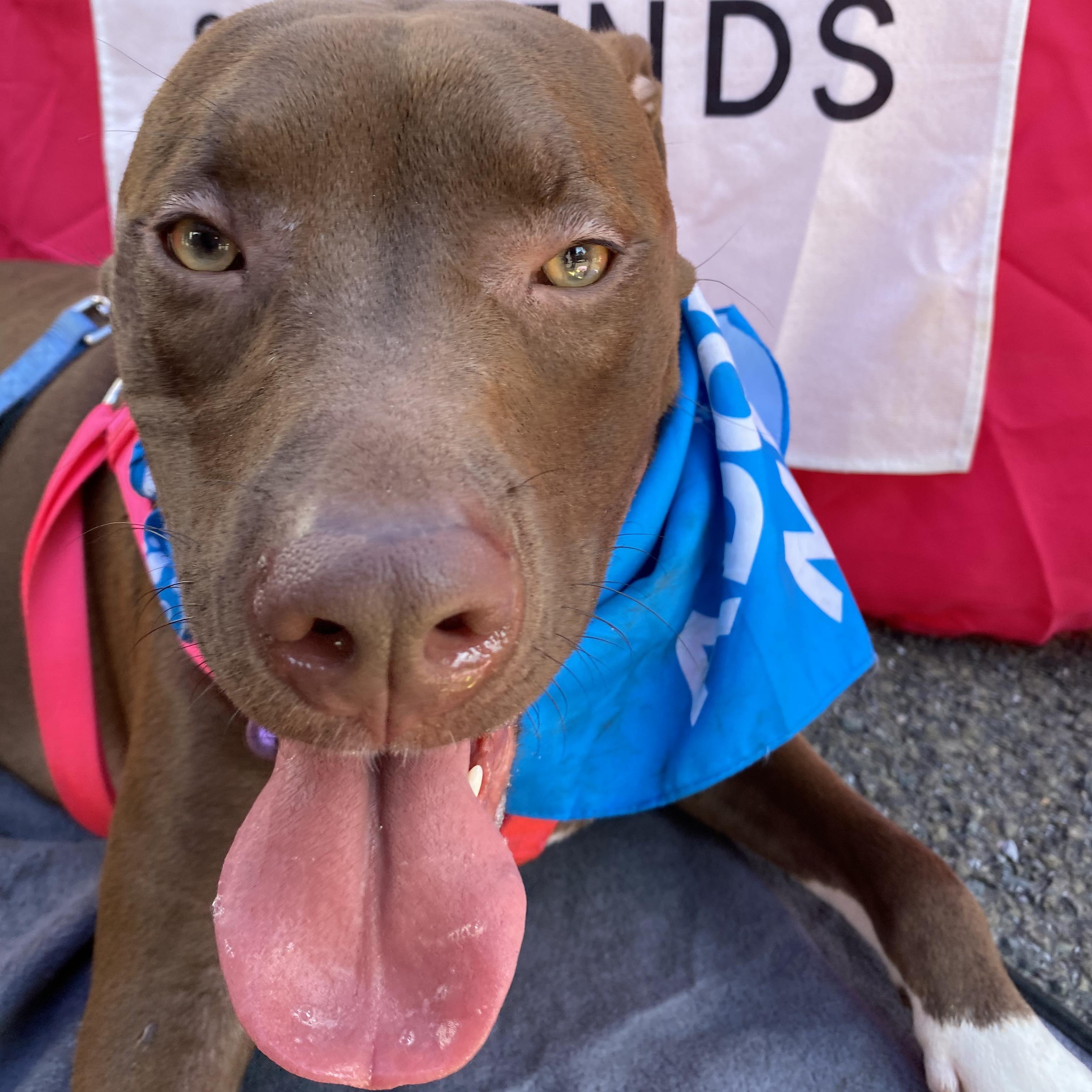 Enlarge Mary, a ADOPTABLE mixed breed in New York, NY image 2/6
