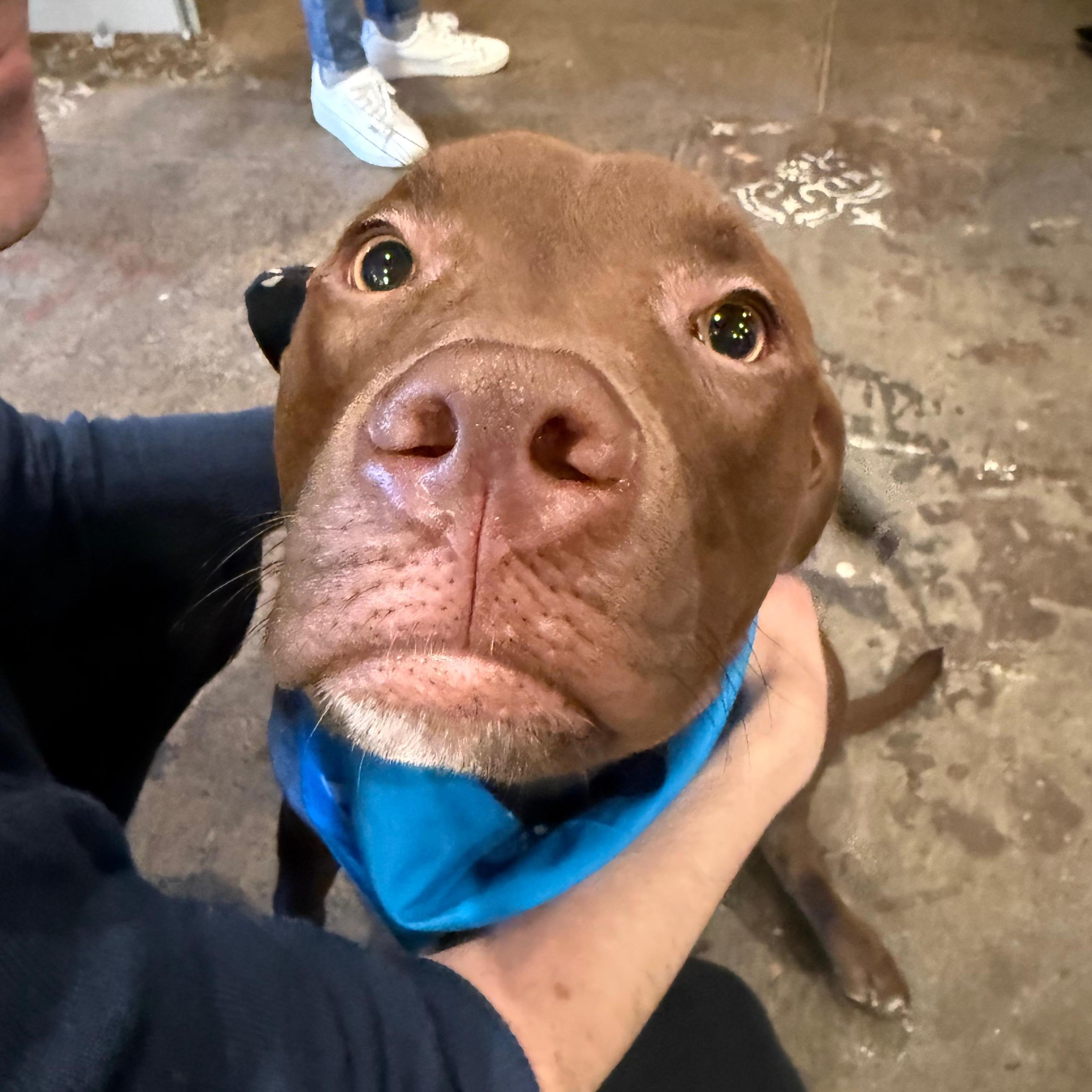 Enlarge Mary, a ADOPTABLE mixed breed in New York, NY image 5/6