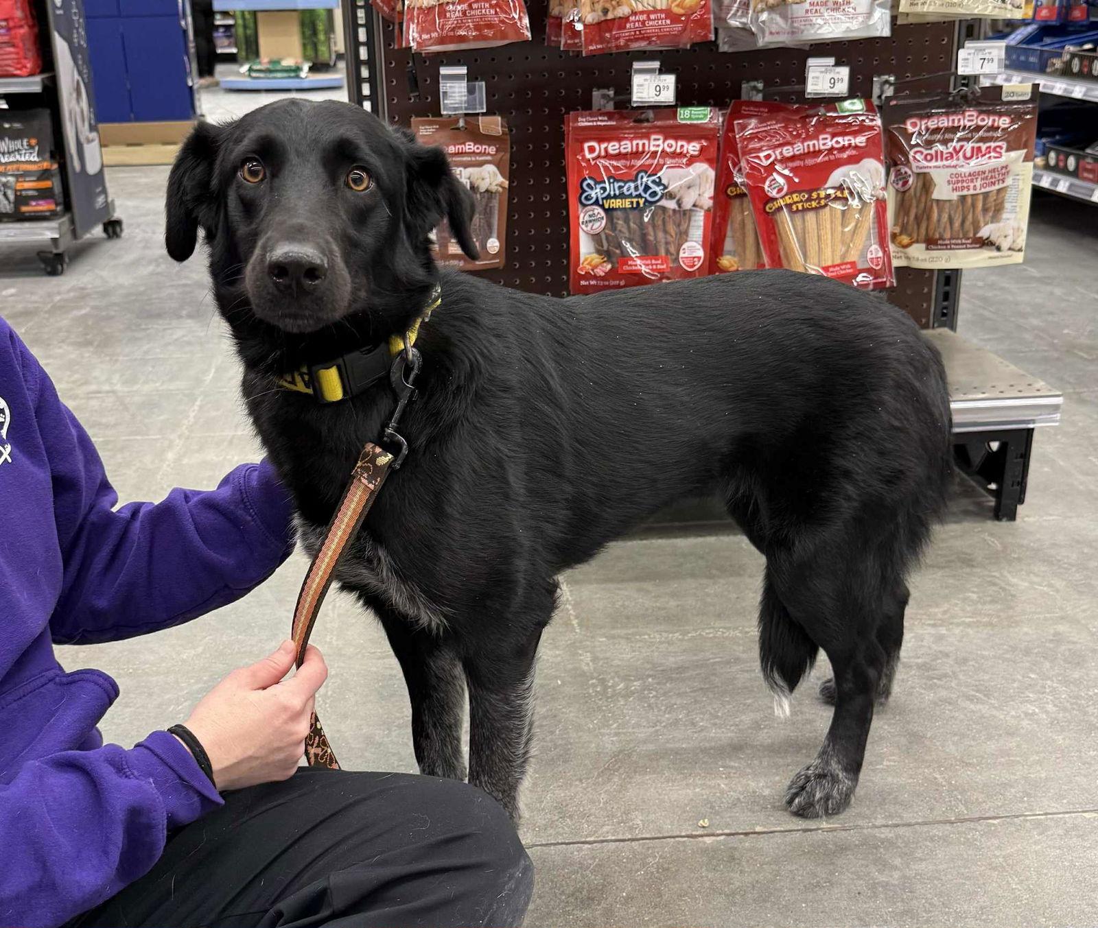 Enlarge Mavis, a Adopted Border Collie in Lee's Summit, MO image 1/3