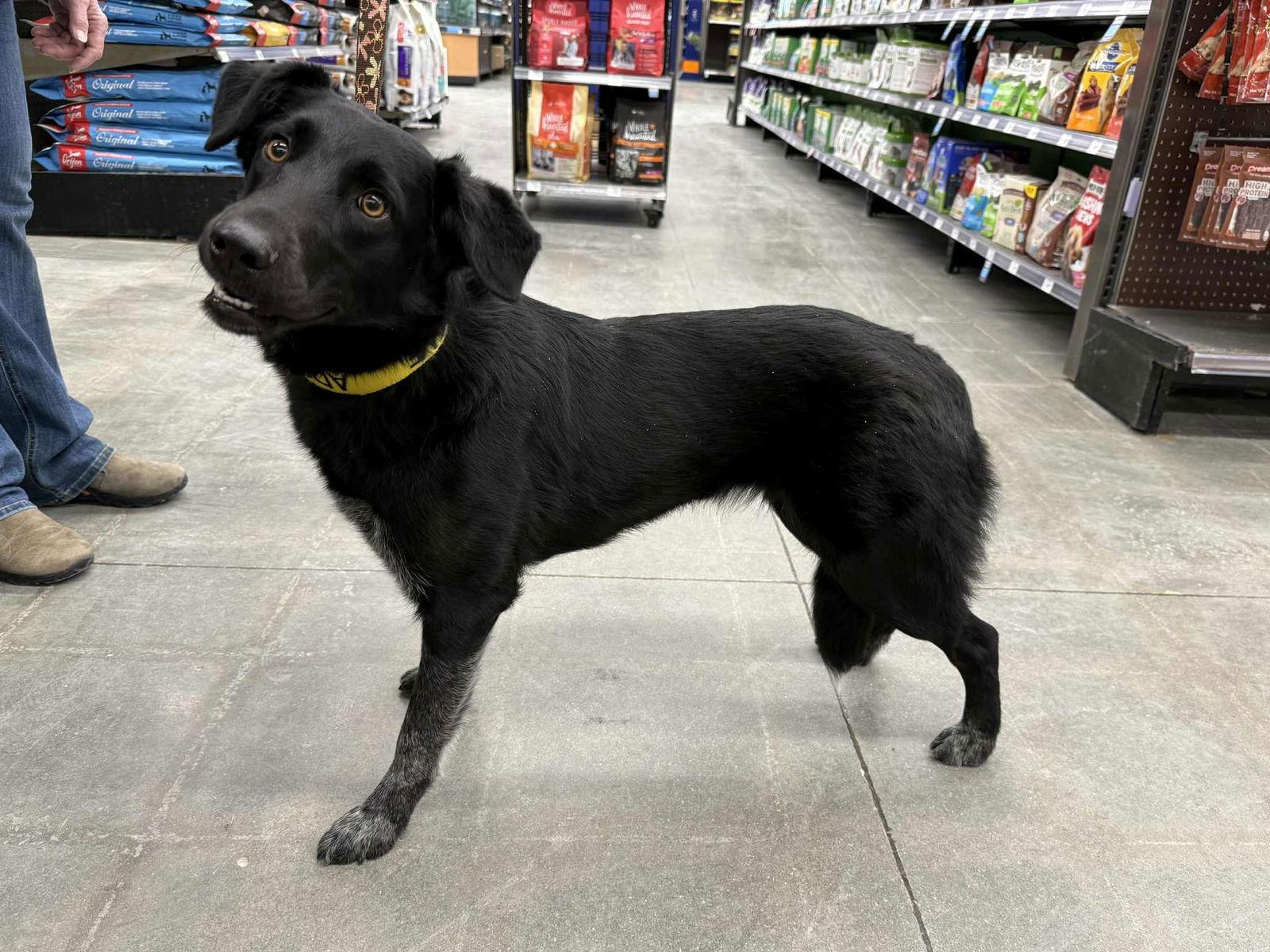 Enlarge Mavis, a Adopted Border Collie in Lee's Summit, MO image 3/3