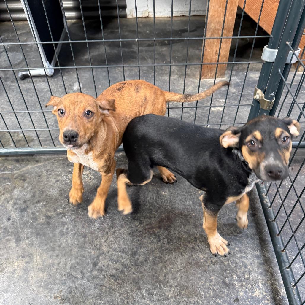 Enlarge Wayne, a Adoptable Mixed Breed in Tacoma, WA image 1/3