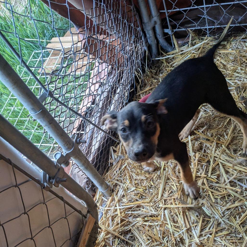 Enlarge Wayne, a Adoptable Mixed Breed in Tacoma, WA image 3/3