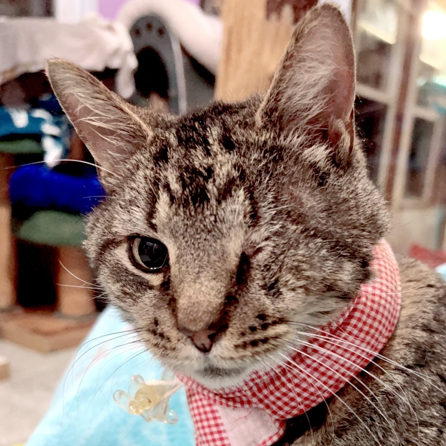 Buddy , ADOPTABLE, Adult Male Domestic Short Hair.