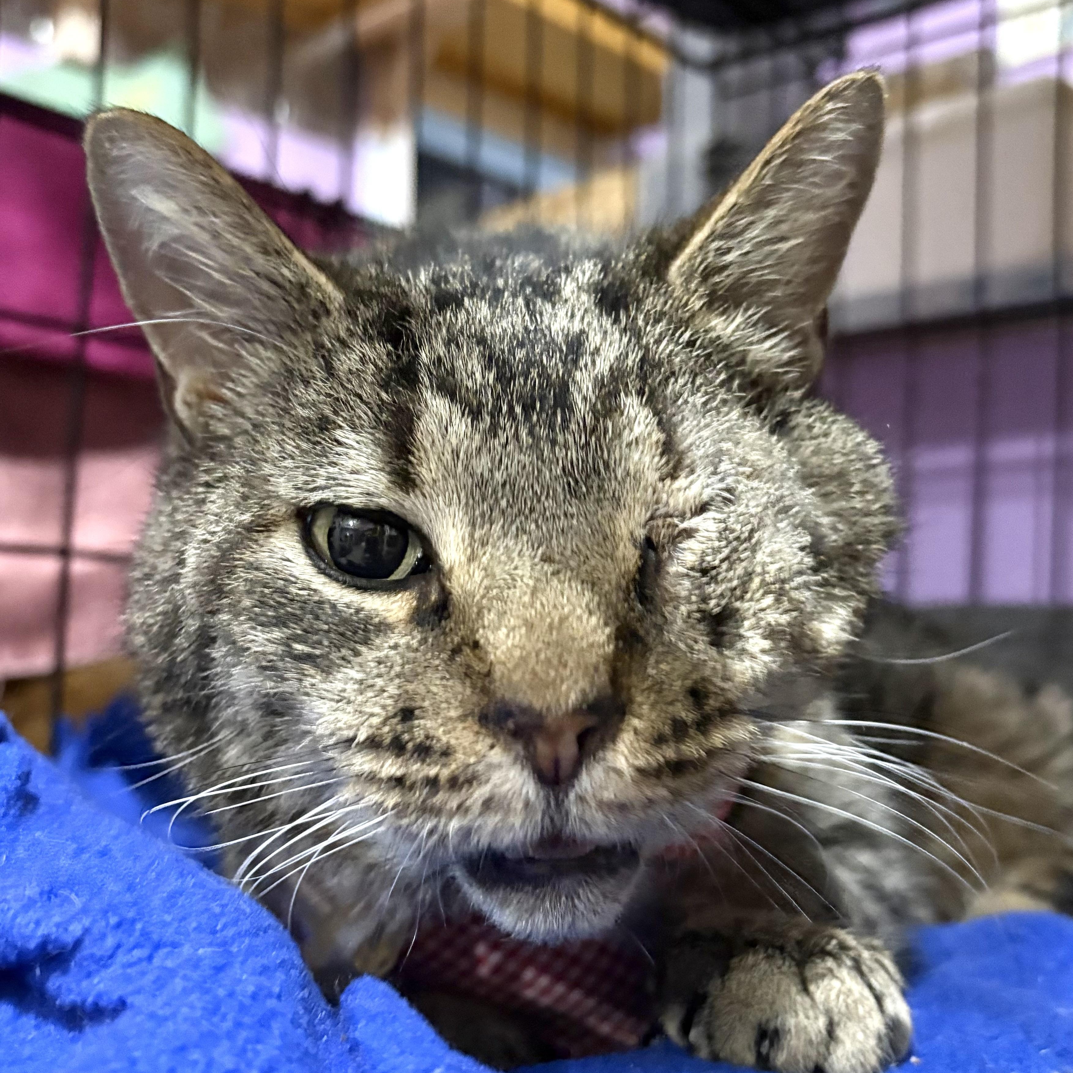Buddy , a ADOPTABLE Domestic Short Hair in Huntington, MA image 4/6