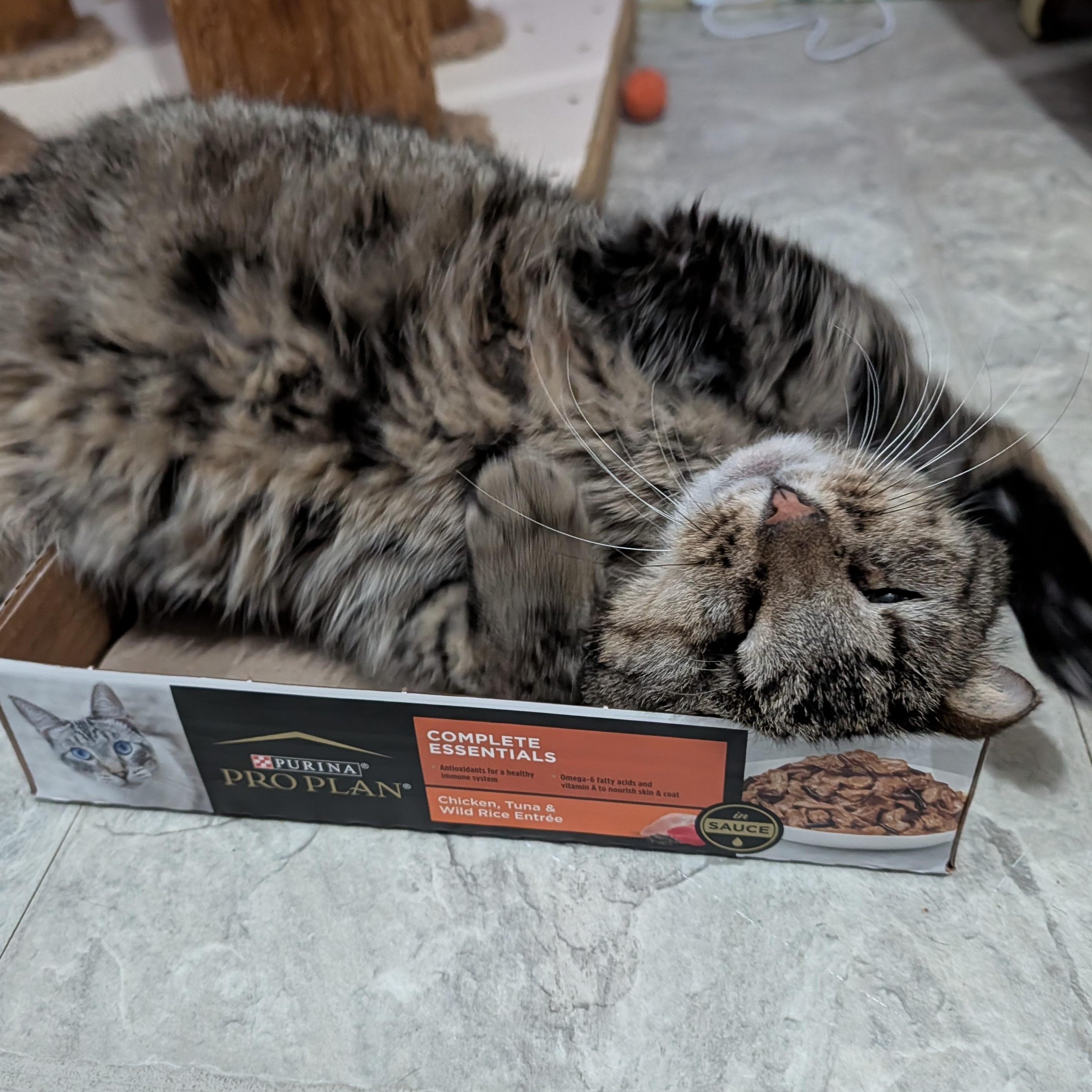 Enlarge Buddy , a ADOPTABLE Domestic Short Hair in Huntington, MA image 3/5