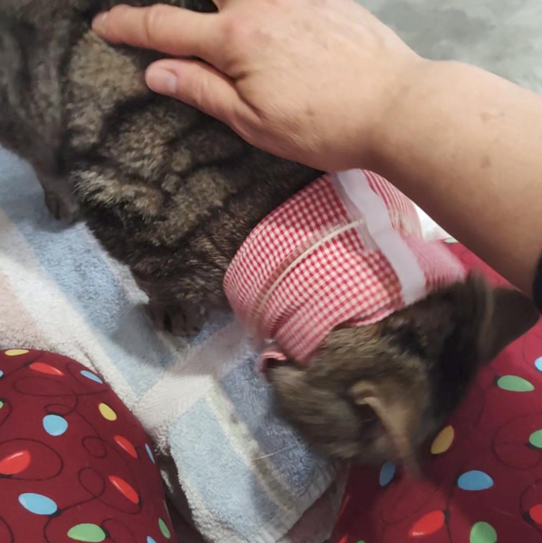 Buddy , a ADOPTABLE Domestic Short Hair in Huntington, MA image 5/6