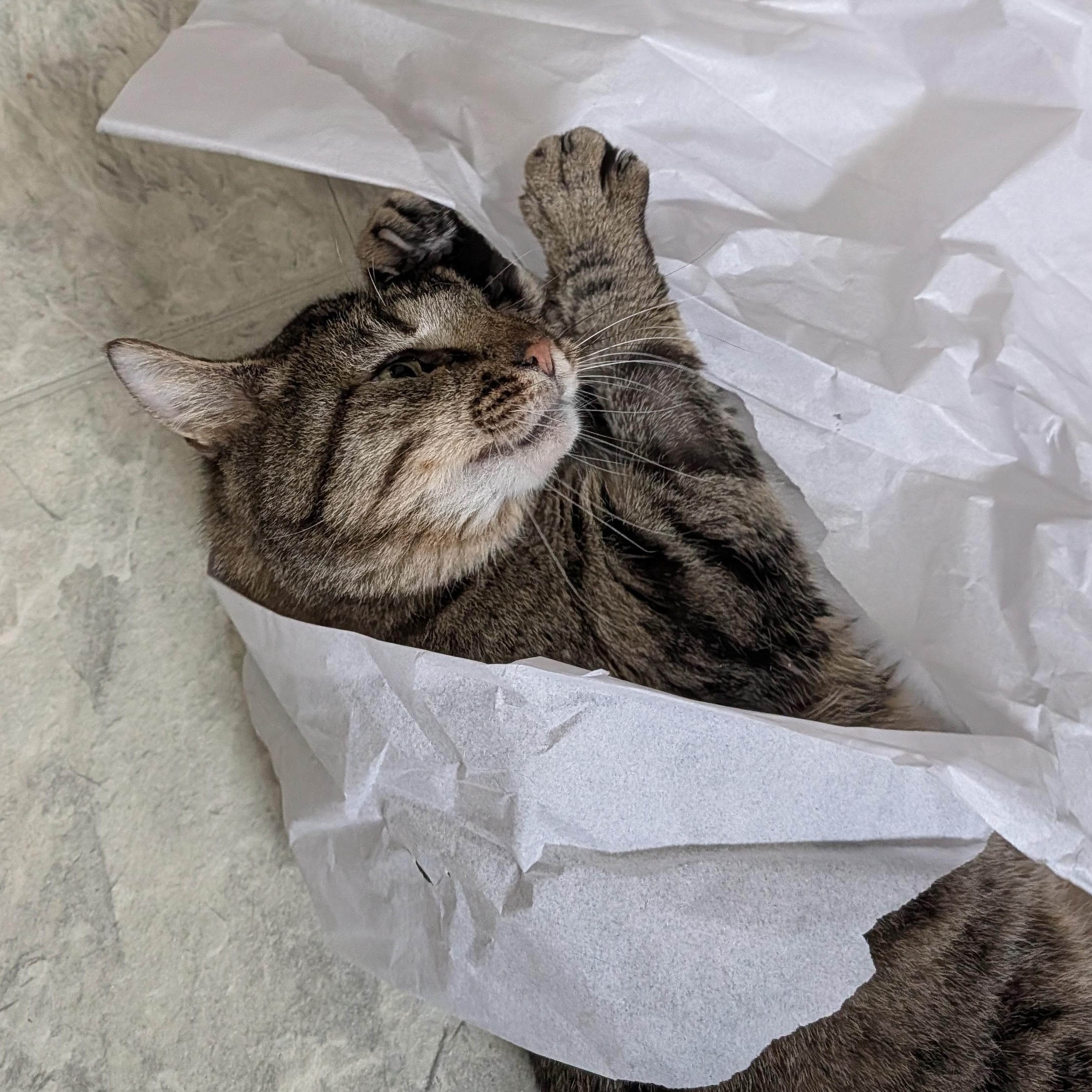 Enlarge Buddy , a ADOPTABLE Domestic Short Hair in Huntington, MA image 1/5