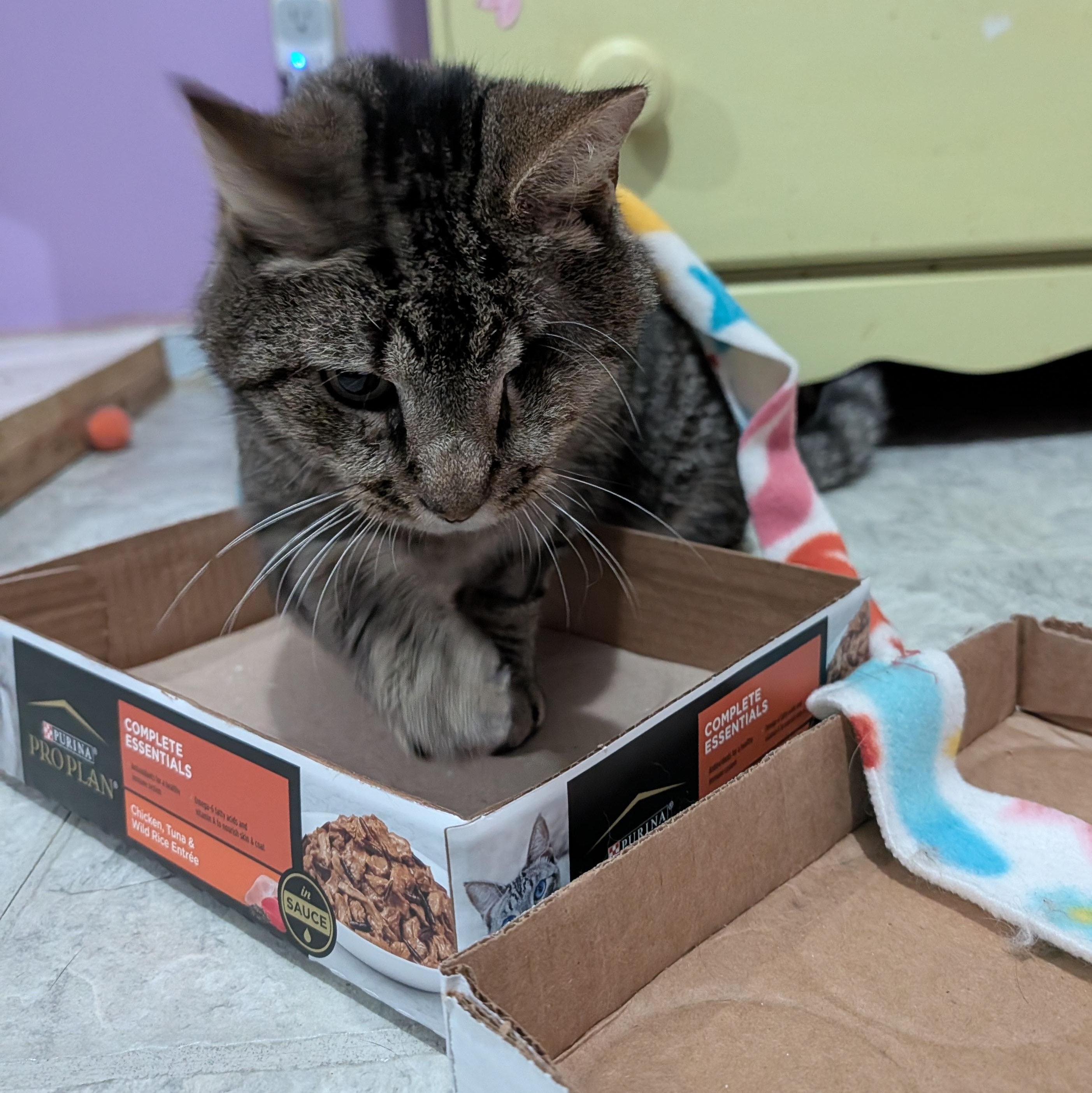 Enlarge Buddy , a ADOPTABLE Domestic Short Hair in Huntington, MA image 4/5