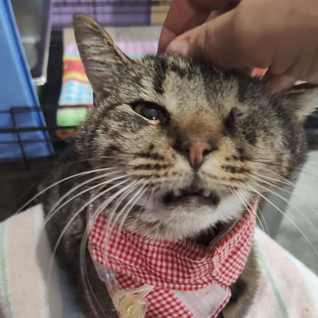 Buddy , a ADOPTABLE Domestic Short Hair in Huntington, MA image 6/6