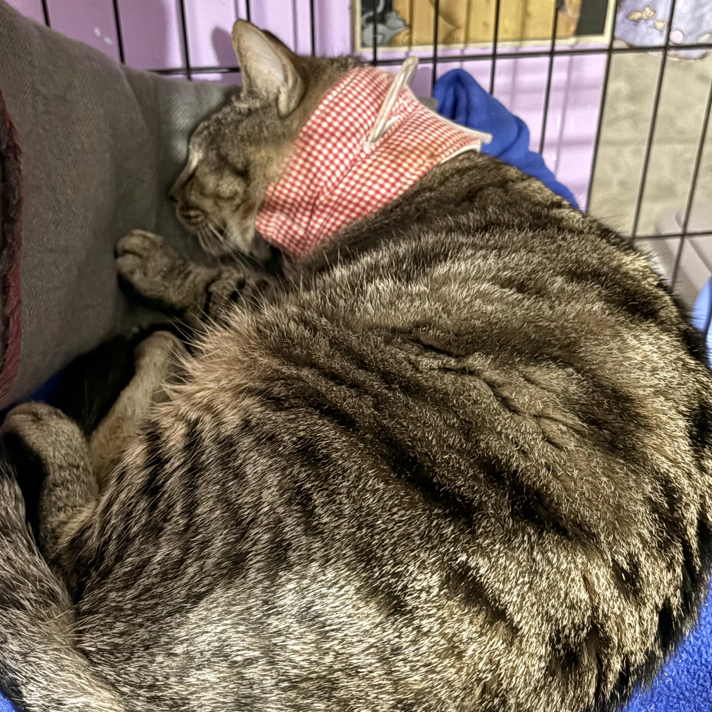 Buddy , a ADOPTABLE Domestic Short Hair in Huntington, MA image 3/6