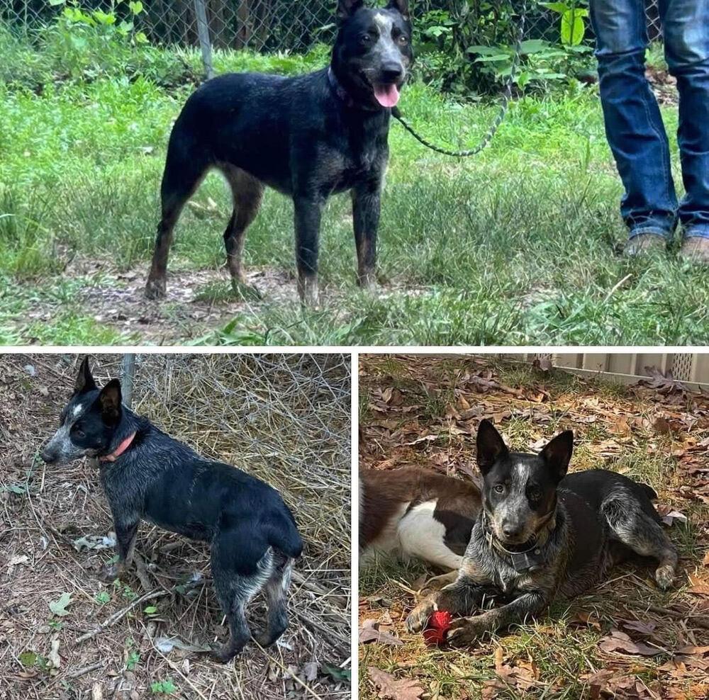 Sunny, Adoptable, Puppy Female Australian Cattle Dog / Blue Heeler.