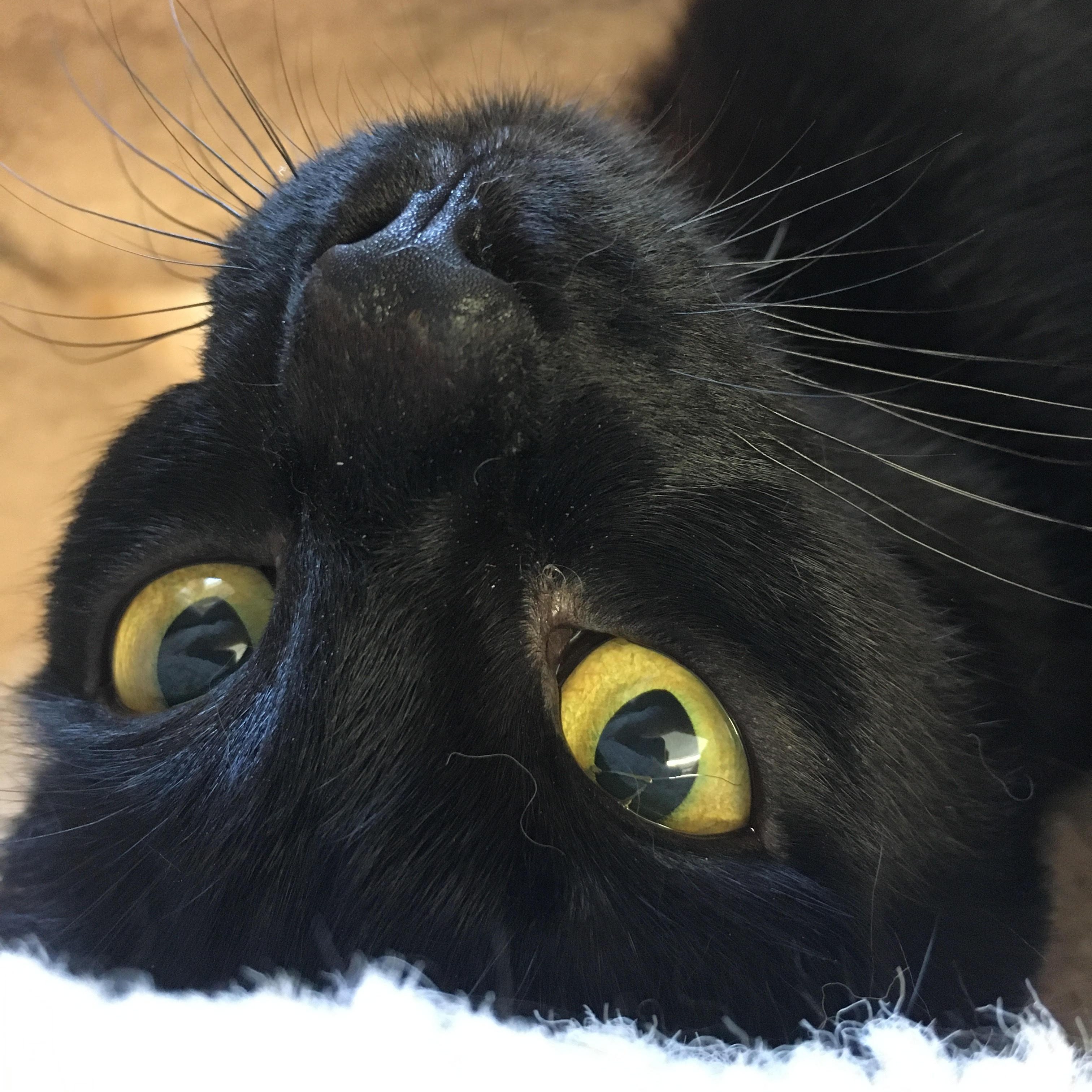 Ninja Domestic Short Hair Cat