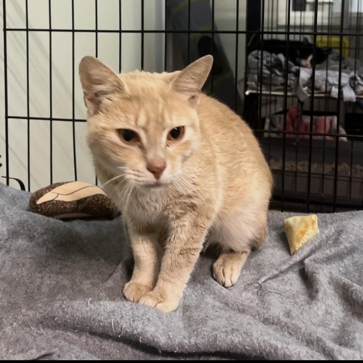 Clemy, a Adoptable Domestic Short Hair in Brockport, NY image 1/3