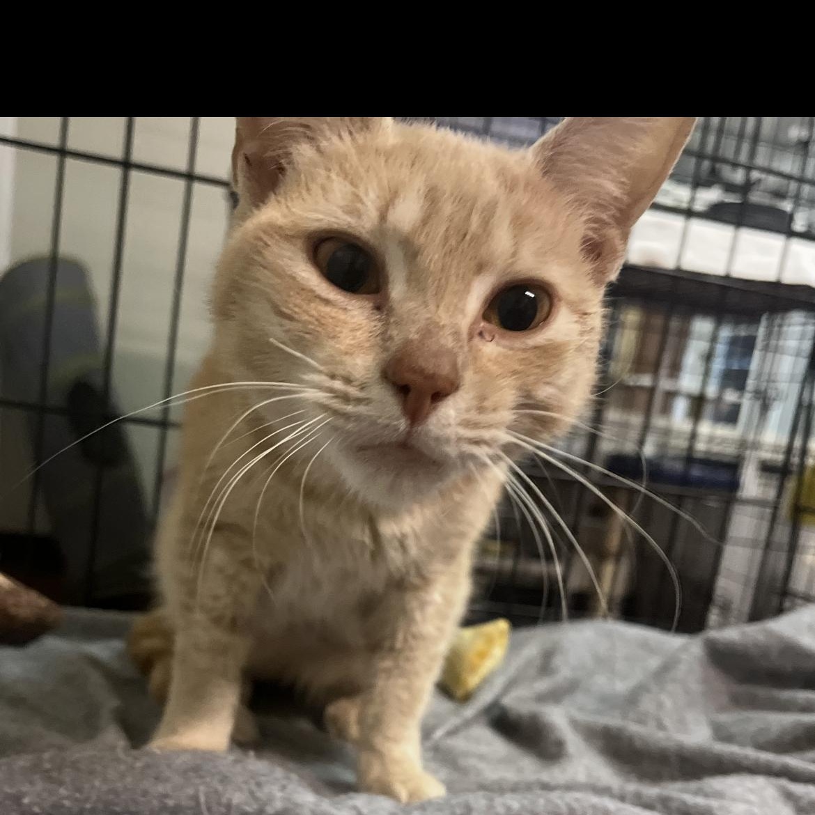 Clemy, a Adoptable Domestic Short Hair in Brockport, NY image 3/3