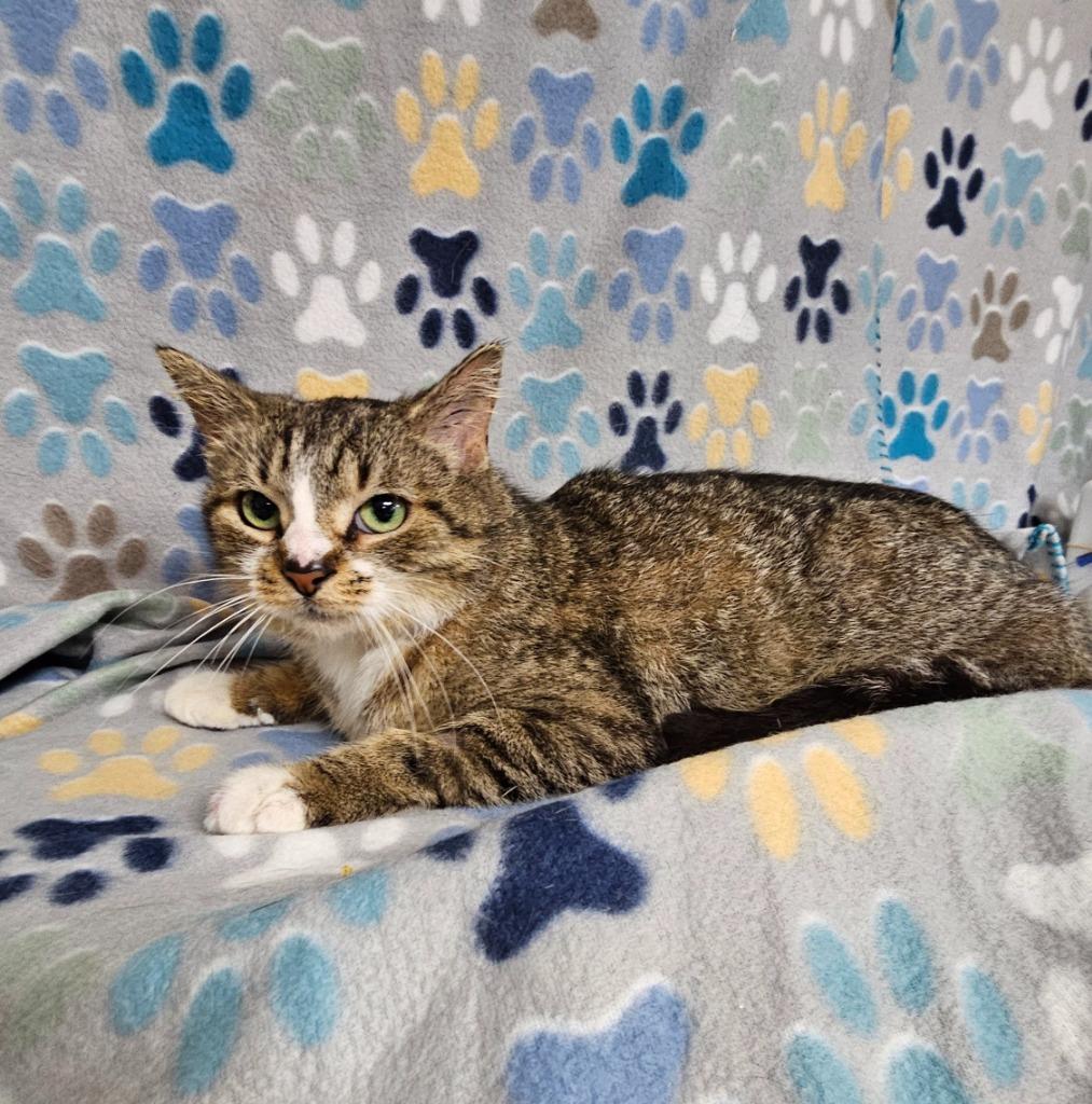 Harriett, Adoptable, Young Female Domestic Short Hair.