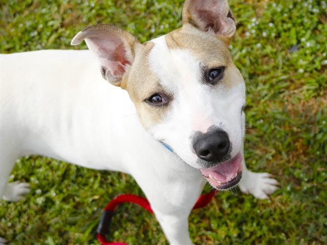 Enlarge MACHO, a Adoptable mixed breed in Tallahassee, FL image 1/1