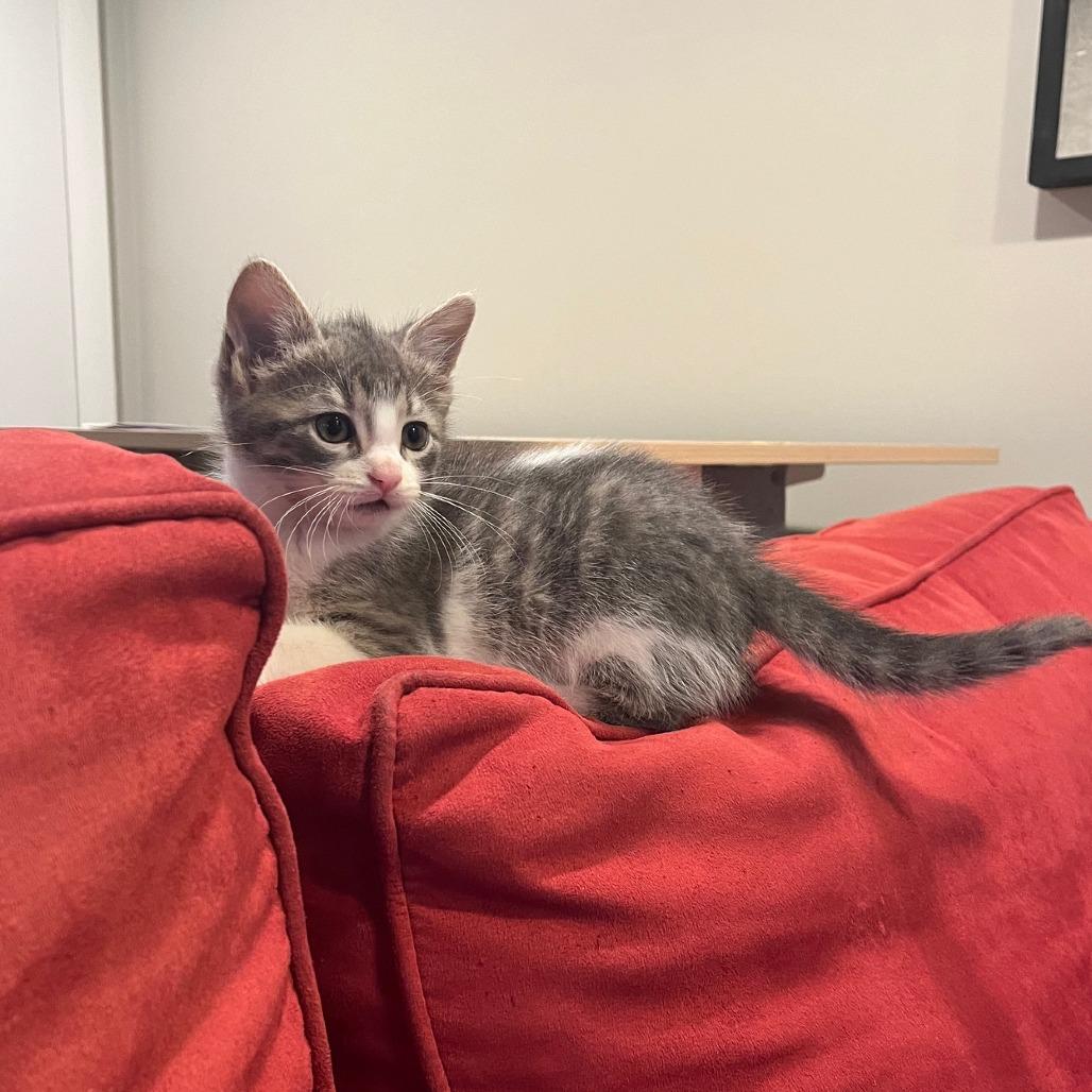 Fozzie, Baby Male Domestic Medium Hair