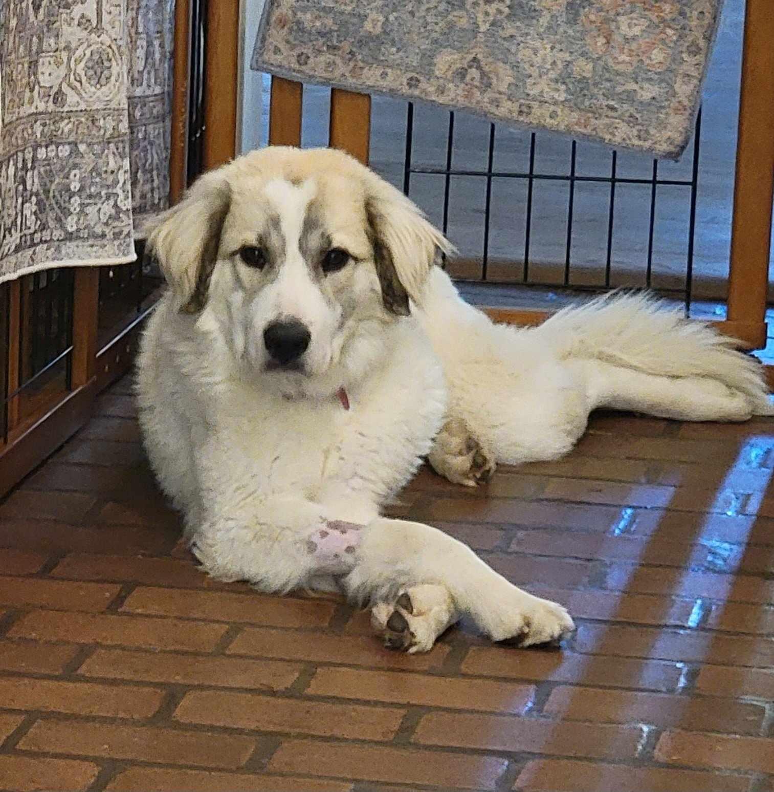 Enlarge Willow, an adoptable mixed breed in Beaumont, TX image 2/3