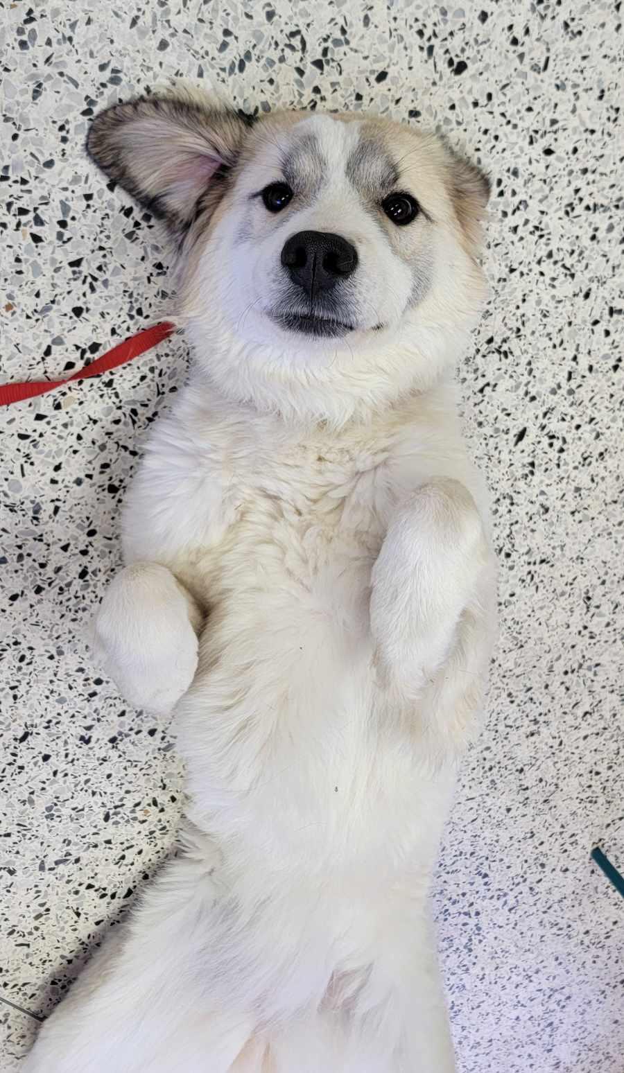 Enlarge Willow, an adoptable mixed breed in Beaumont, TX image 1/3