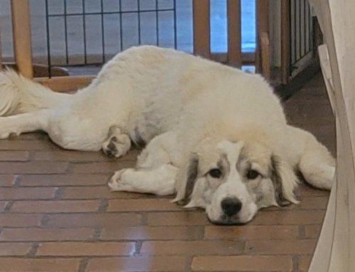 Enlarge Willow, an adoptable mixed breed in Beaumont, TX image 3/3