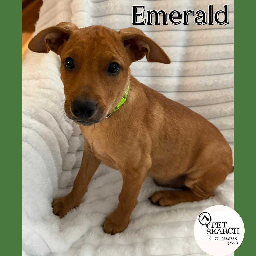 Enlarge Emerald(Sultan), a Adoptable mixed breed in Washington, PA image 1/4
