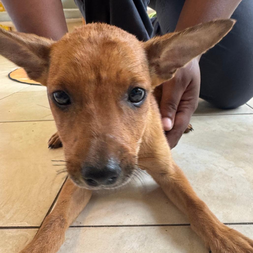 Enlarge Emerald(Sultan), a Adoptable mixed breed in Washington, PA image 2/4