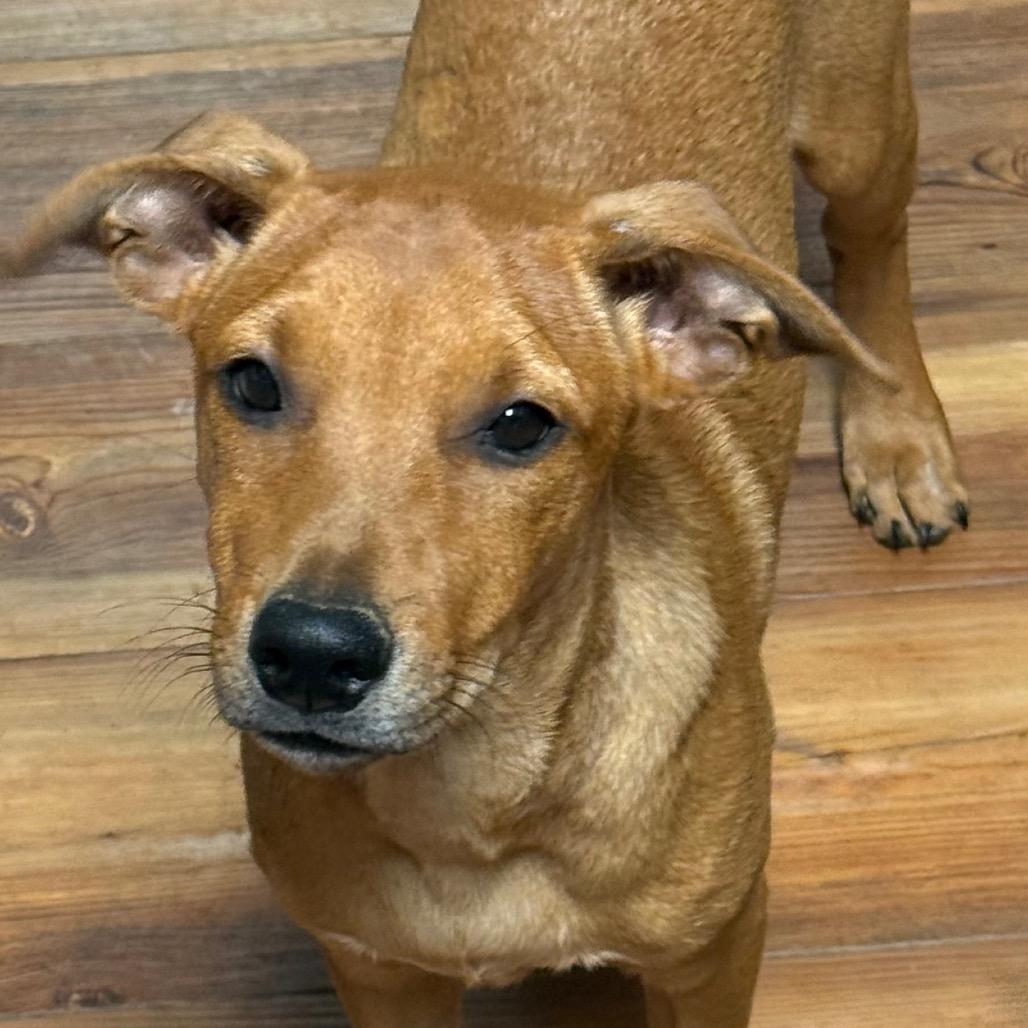 Enlarge Emerald(Sultan), a Adoptable mixed breed in Washington, PA image 3/4