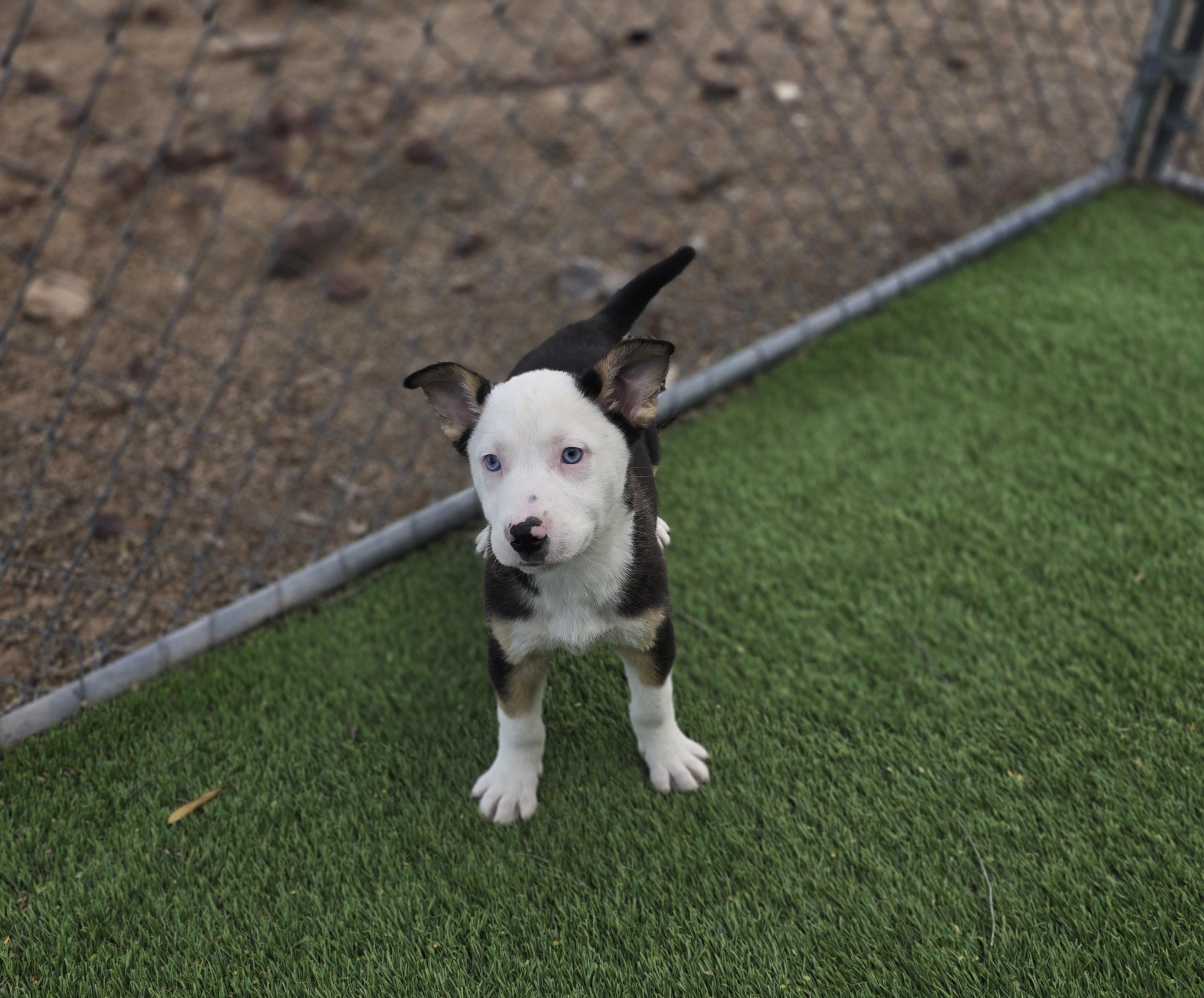 Enlarge Vega, an adopted mixed breed in Apache Junction, AZ image 2/4