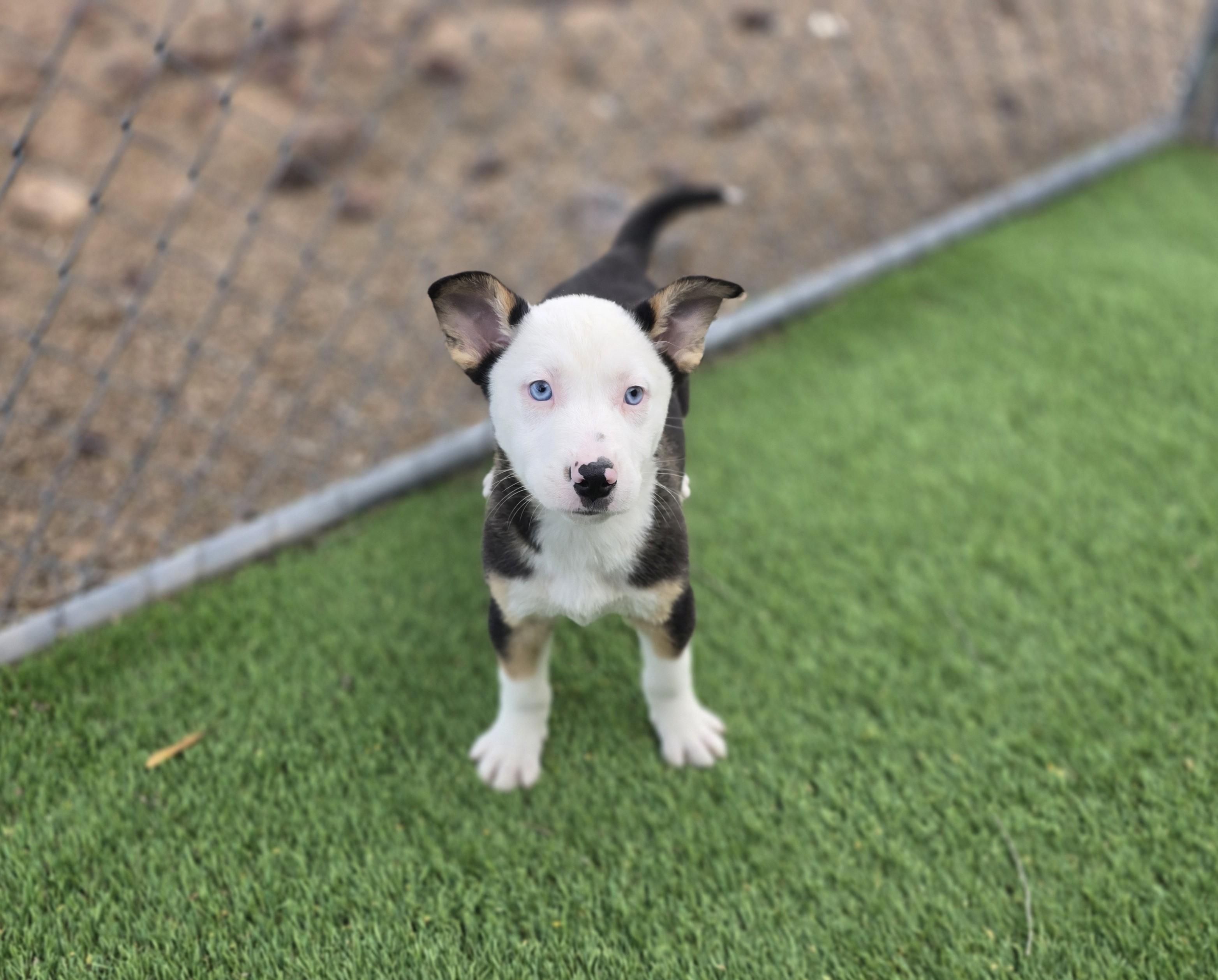 Enlarge Vega, an adopted mixed breed in Apache Junction, AZ image 3/4
