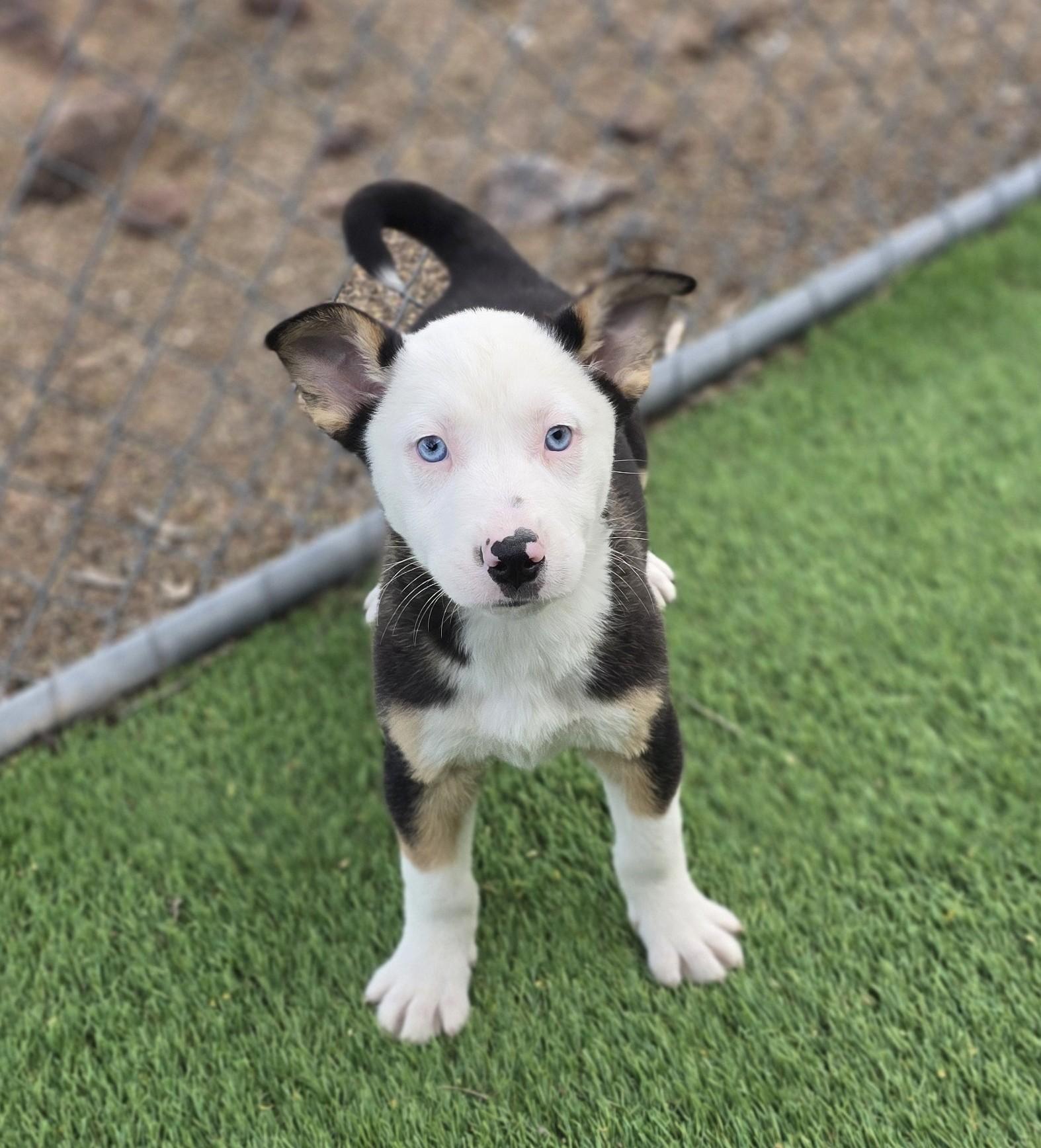 Enlarge Vega, an adopted mixed breed in Apache Junction, AZ image 4/4