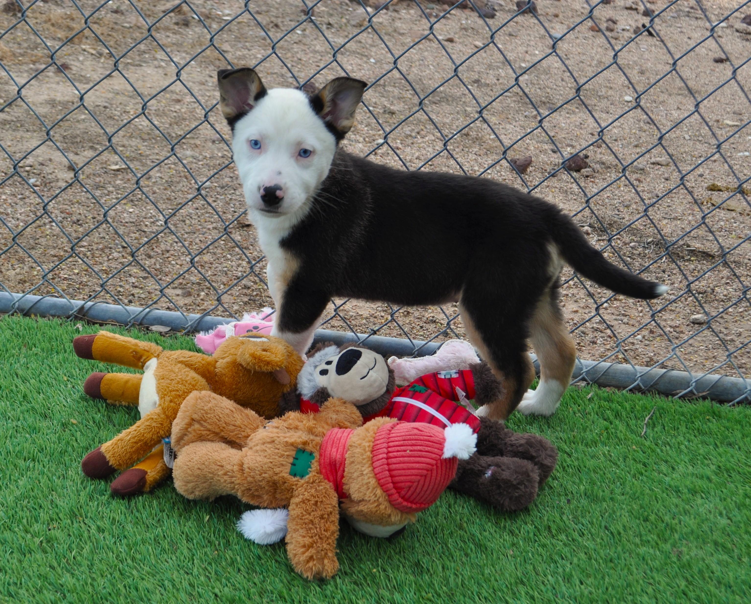 Vega, adopted, Puppy Female Border Collie & Collie.