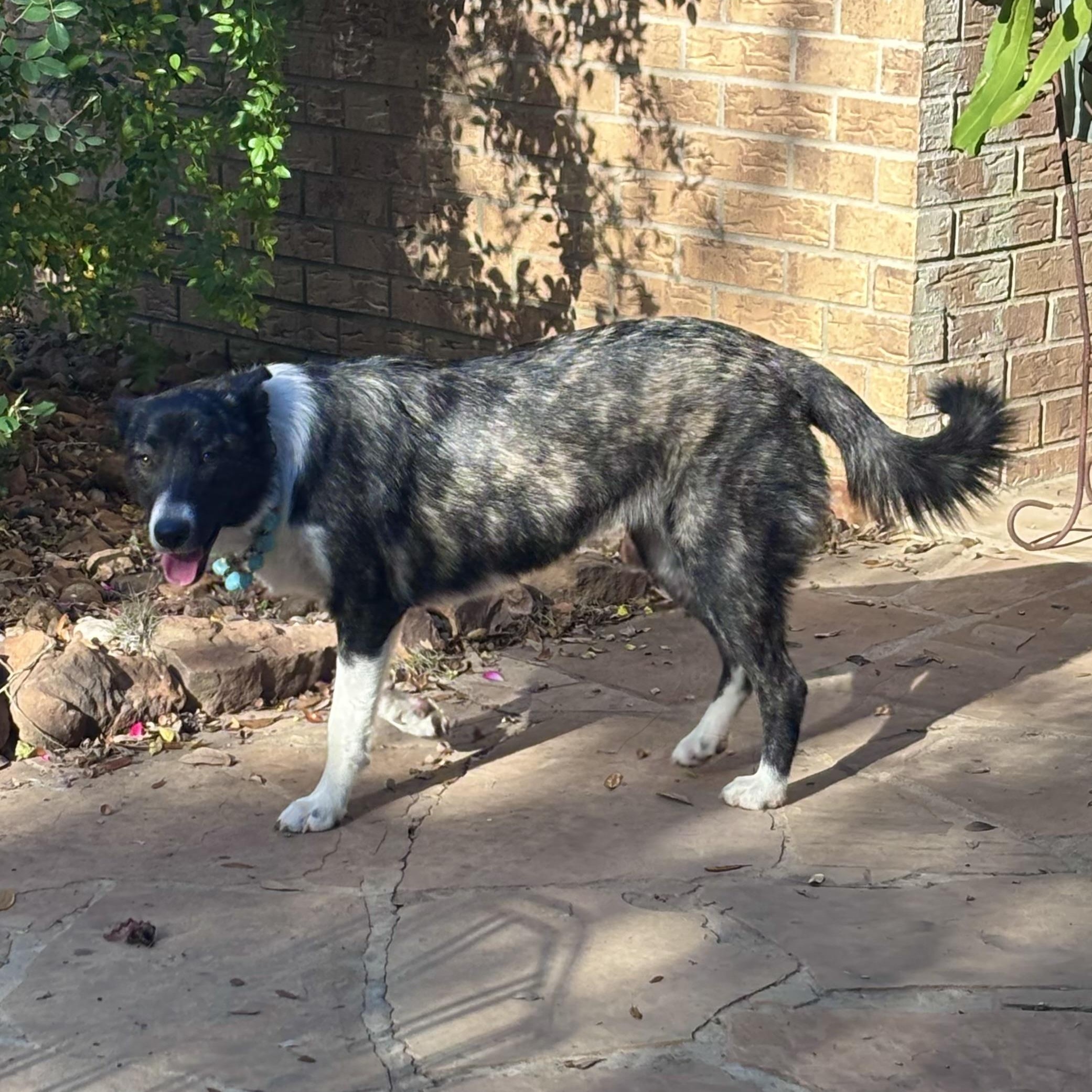 NALA aka SWEETIE (Sweet, Loving, Kind, Dogs, Kids, People-Fostering in Cornville, ME)