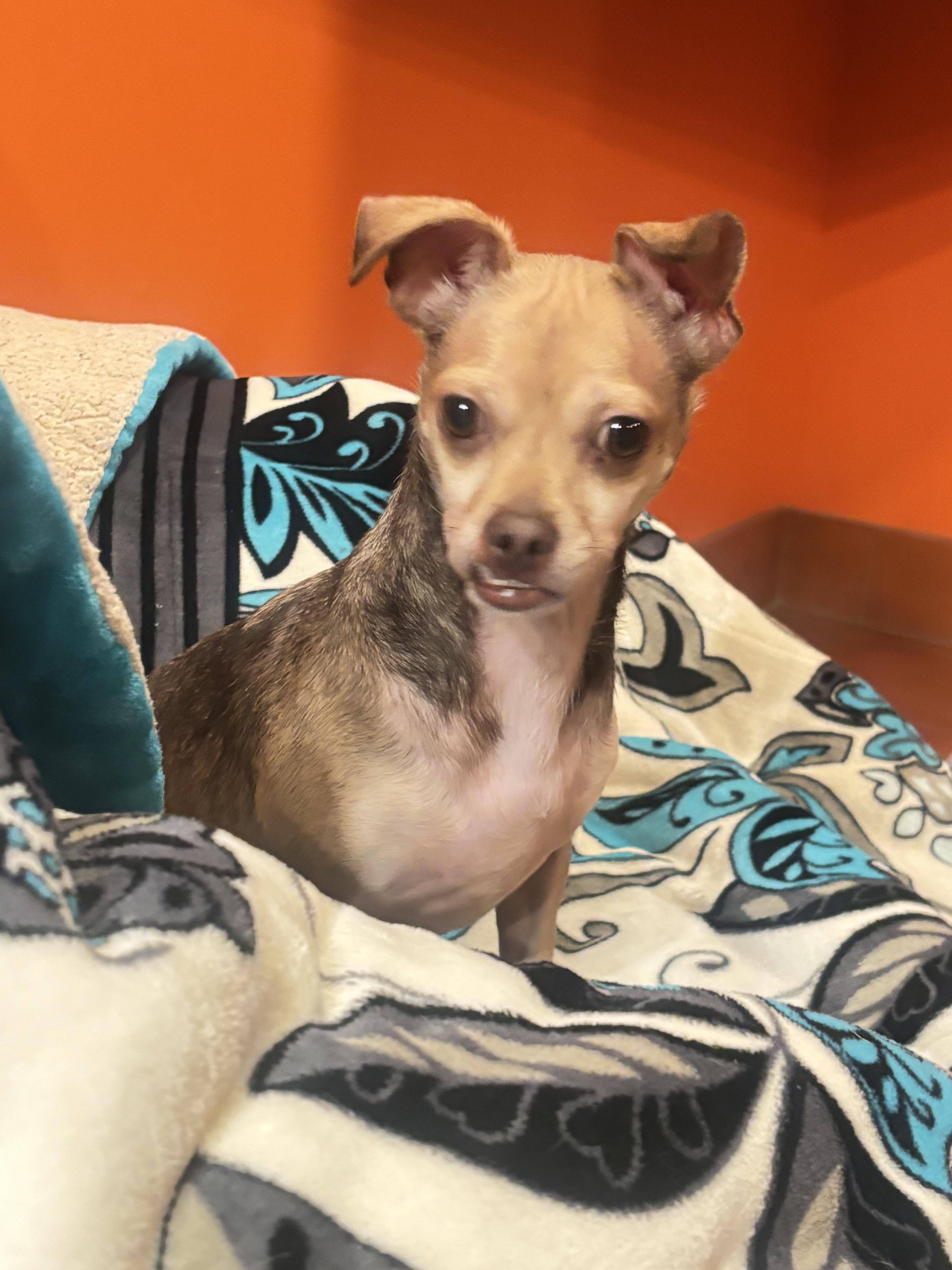 Akira, Adoptable, Young Female Chihuahua.