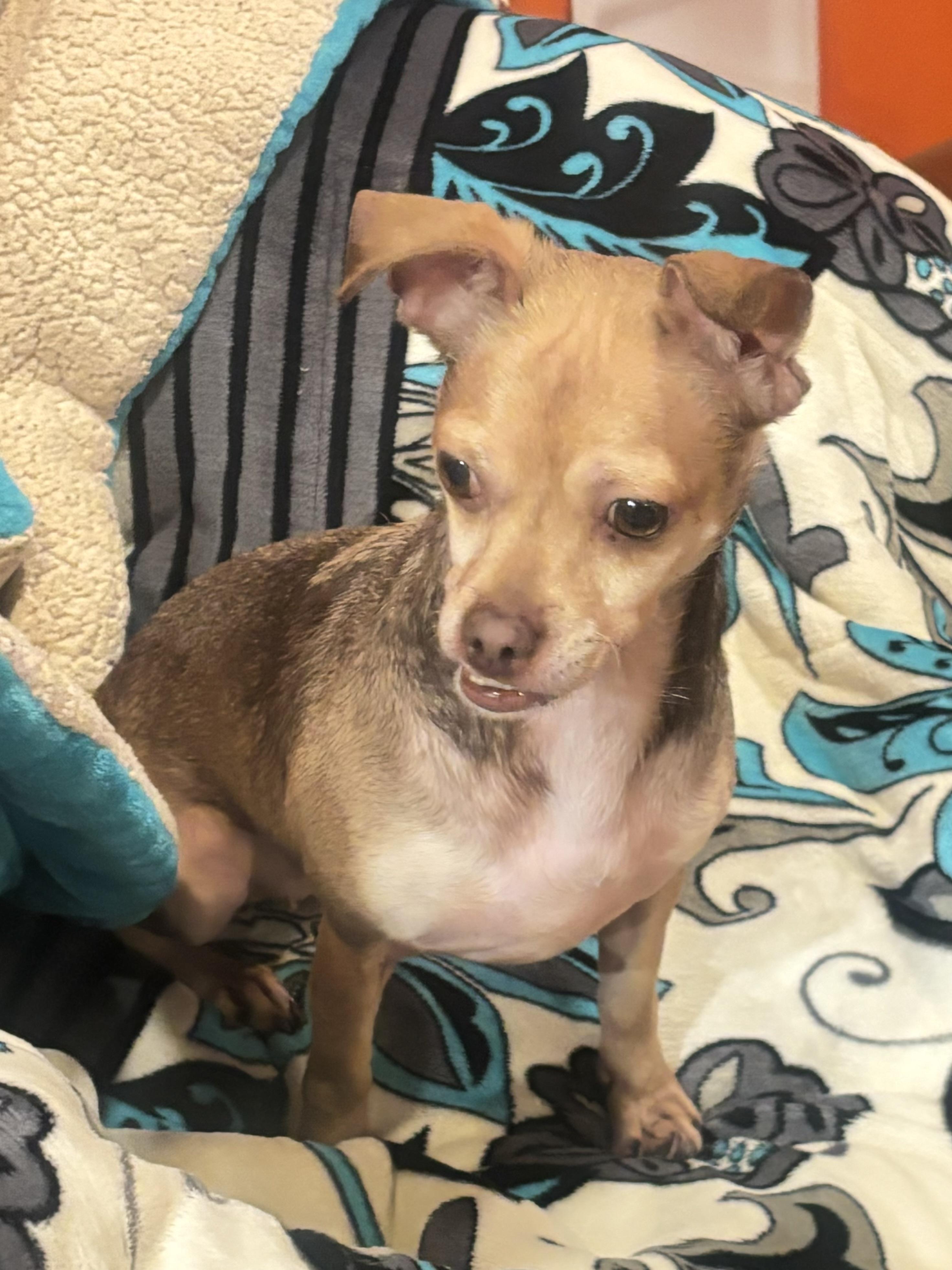 Akira, a Adoptable mixed breed in Oceanside, CA image 2/4