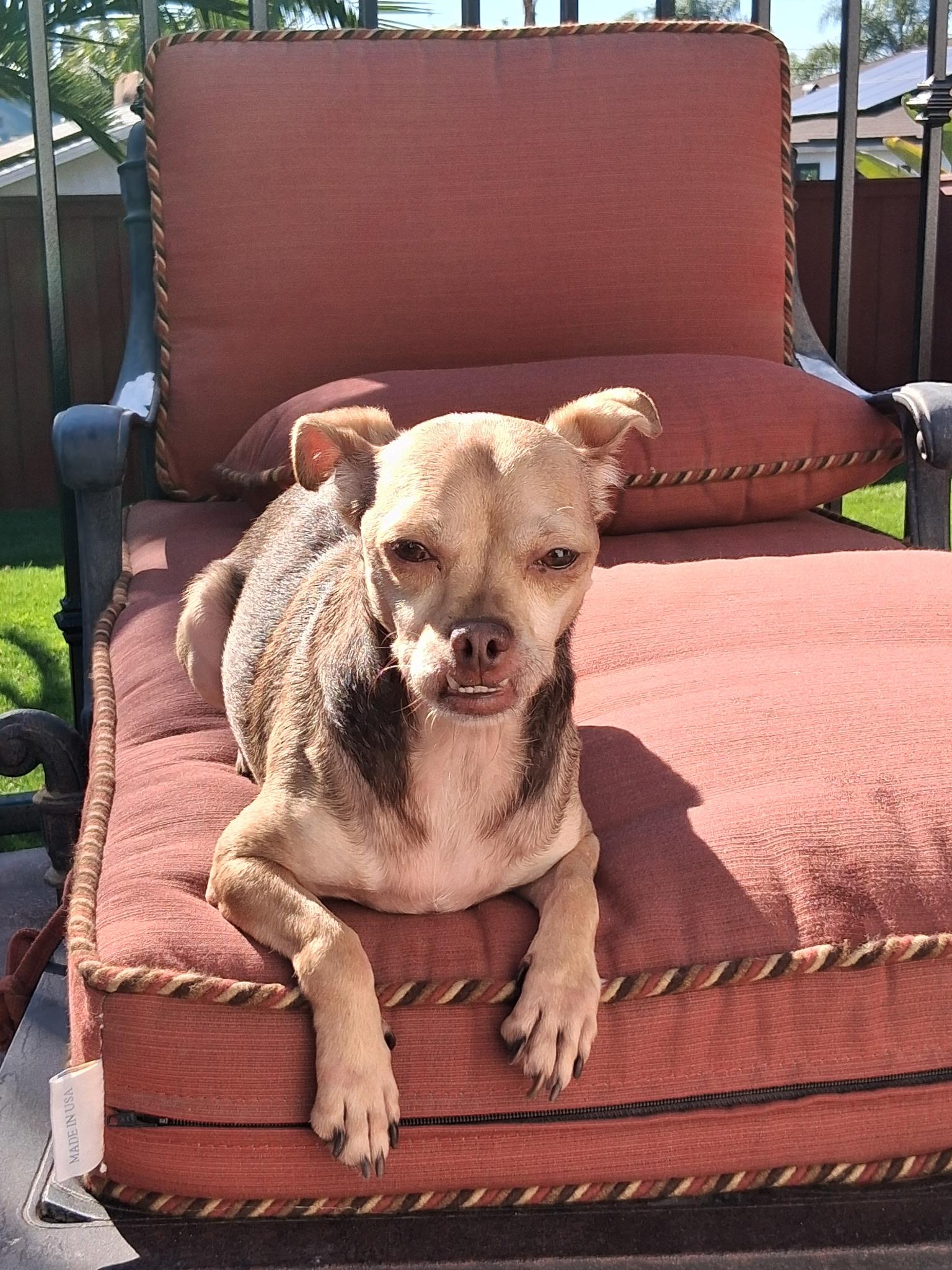 Akira, a Adoptable mixed breed in Oceanside, CA image 3/4