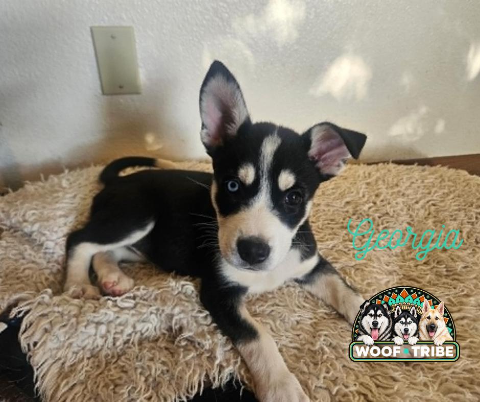 Enlarge Georgia the sweet little vixen, a Adoptable mixed breed in Lancaster, CA image 5/6