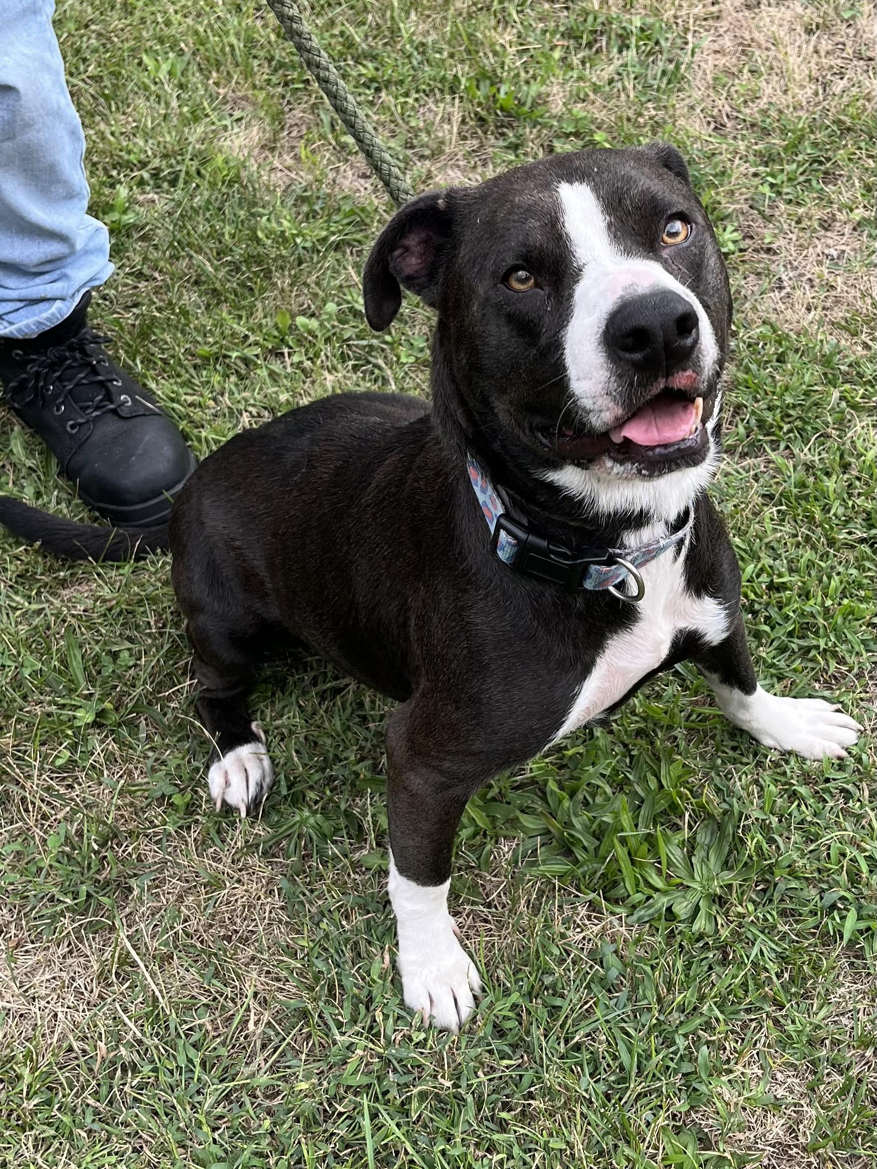 Enlarge Raven, a Adoptable mixed breed in Winchester, VA image 1/5