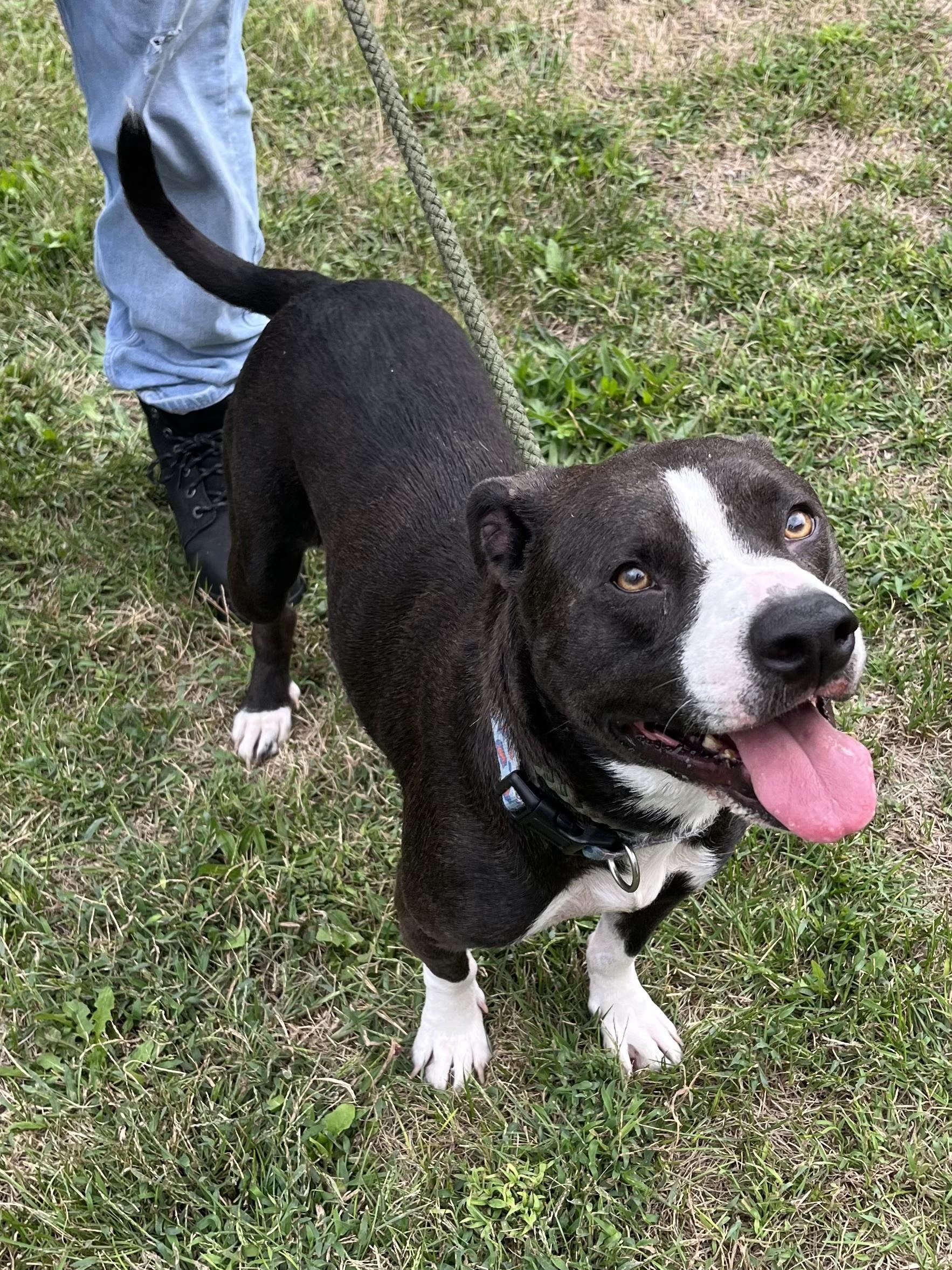 Enlarge Raven, a Adoptable mixed breed in Winchester, VA image 2/5