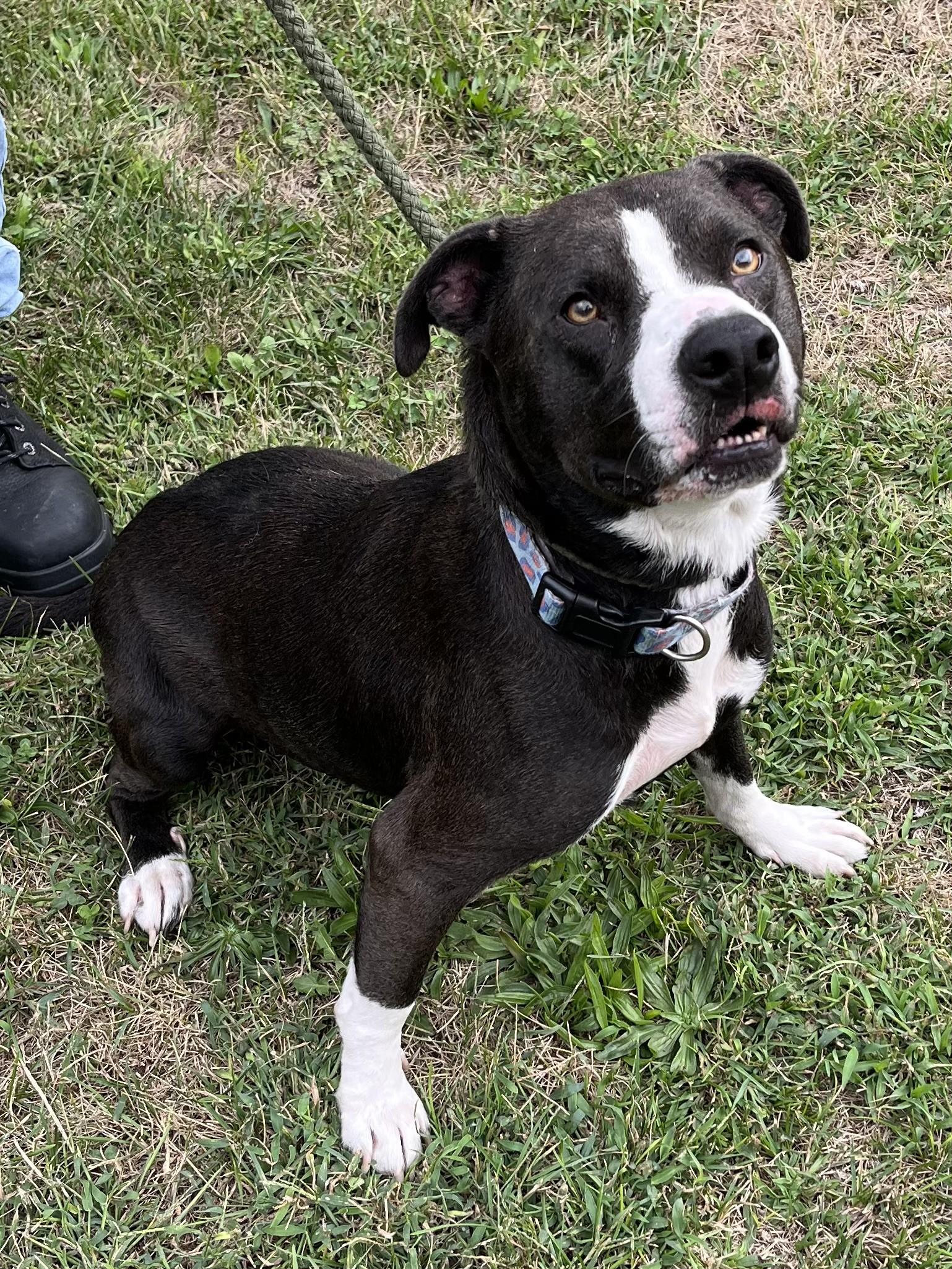 Enlarge Raven, a Adoptable mixed breed in Winchester, VA image 3/5