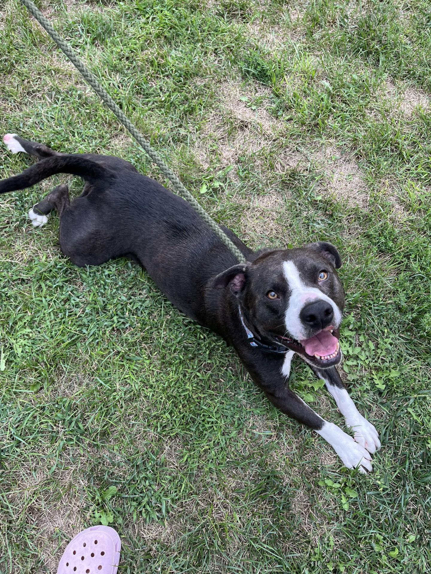 Enlarge Raven, a Adoptable mixed breed in Winchester, VA image 4/5