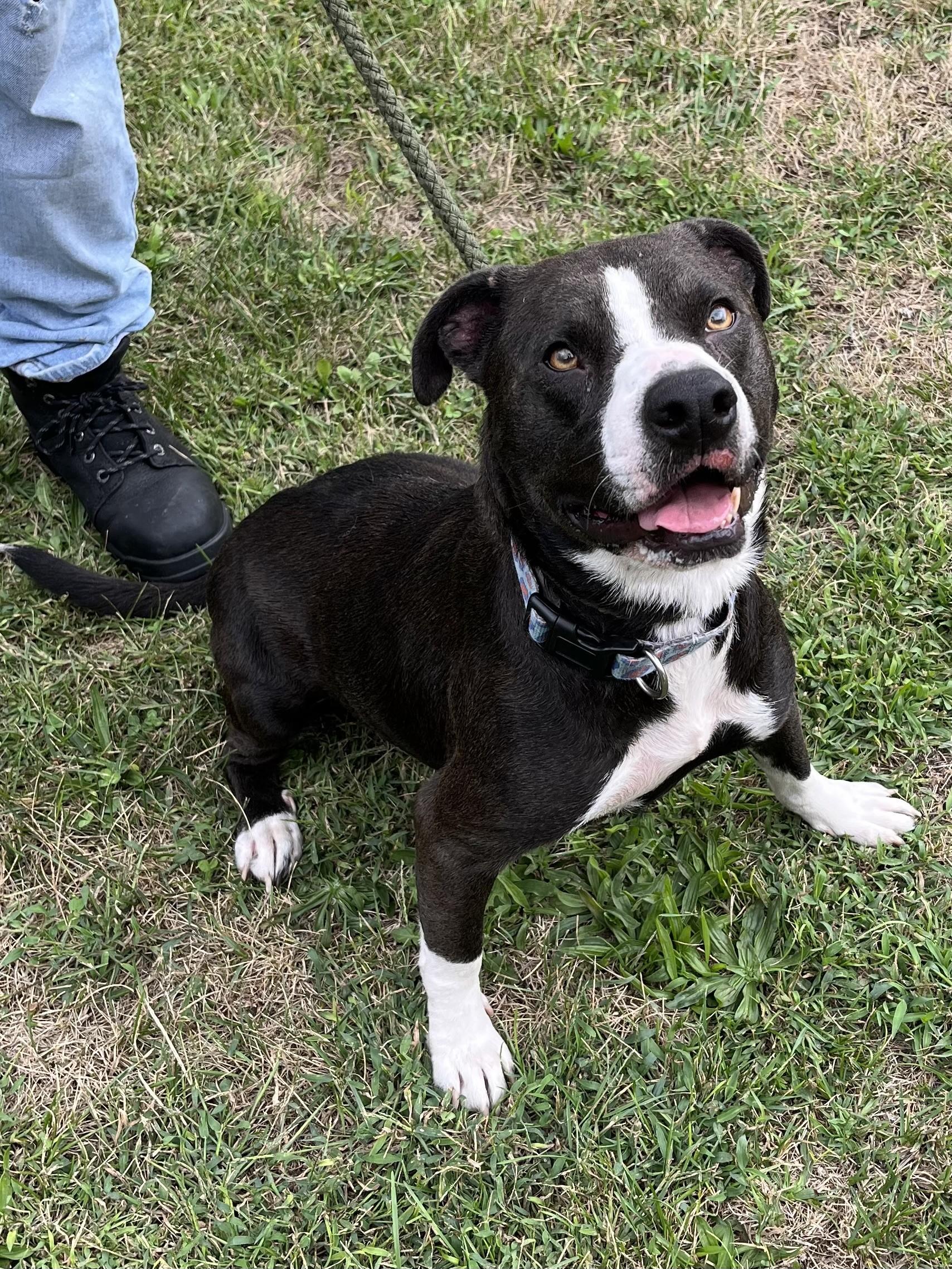 Enlarge Raven, a Adoptable mixed breed in Winchester, VA image 5/5