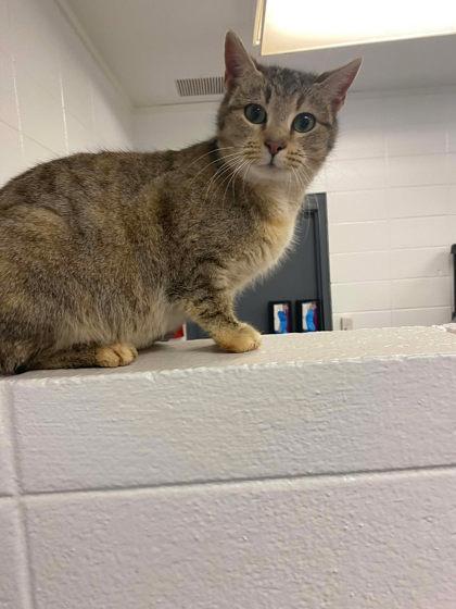 Peloton, Adoptable, Adult Female Domestic Short Hair & Domestic Short Hair.