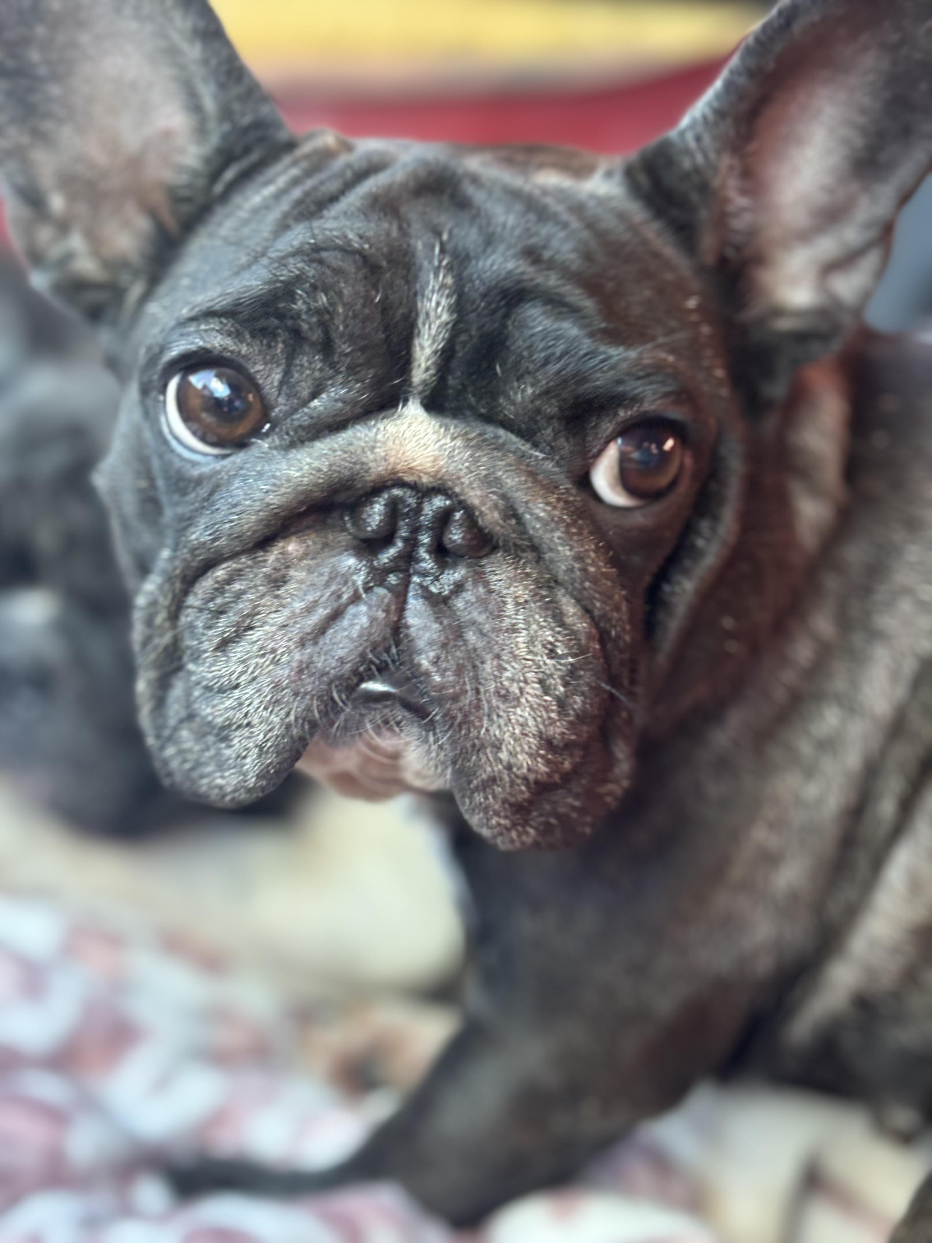 Mimi, ADOPTABLE, Adult Female French Bulldog.