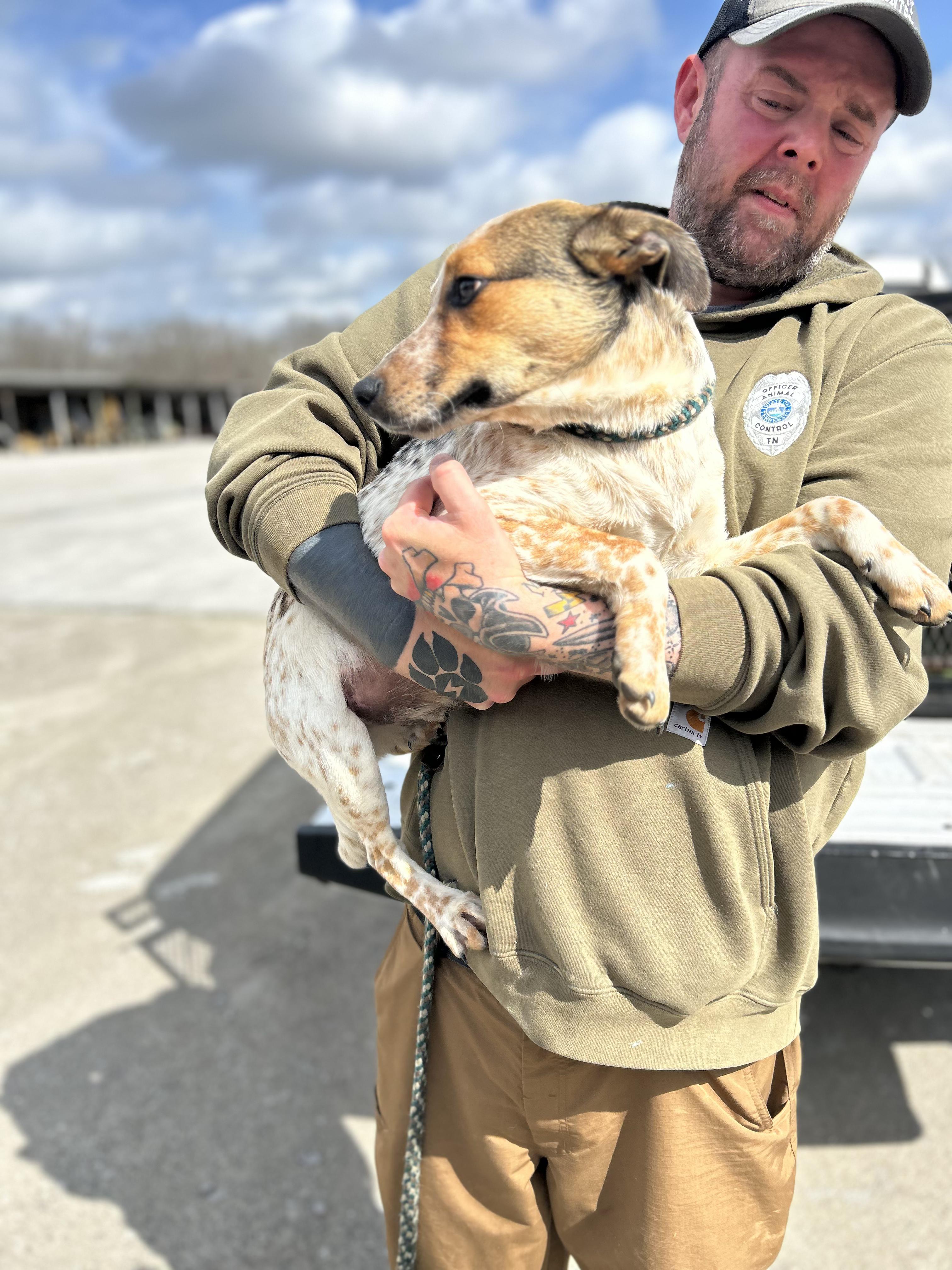 Enlarge Marks, an adopted mixed breed in Manchester, TN image 3/3