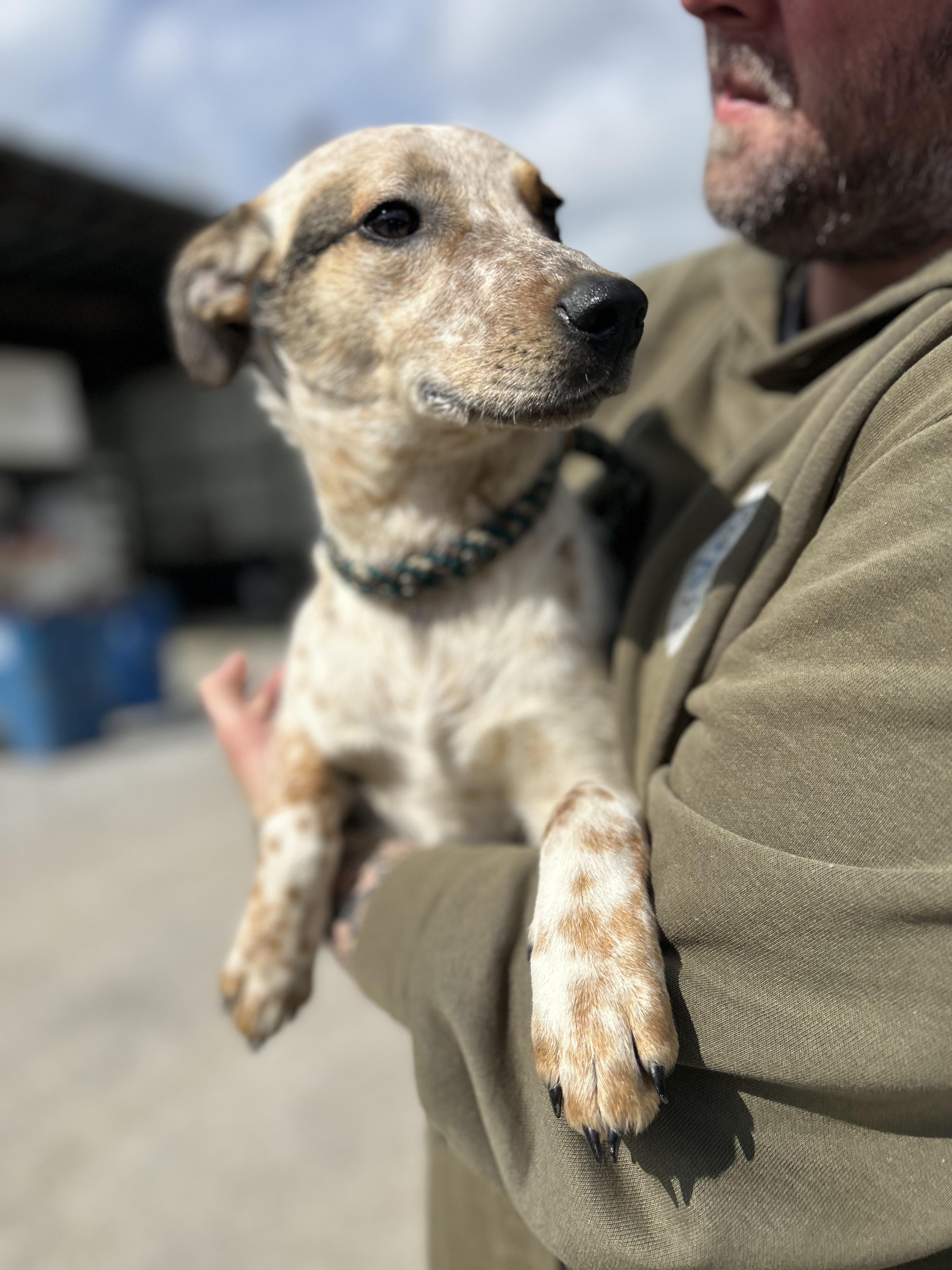 Enlarge Marks, an adopted mixed breed in Manchester, TN image 2/3